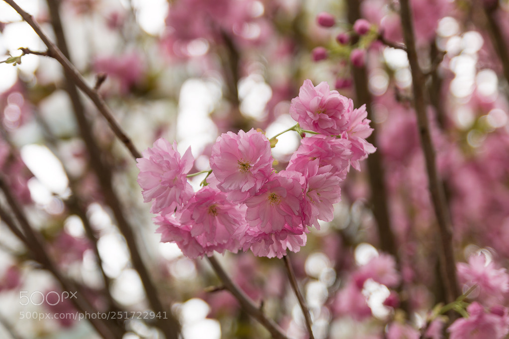 Canon EOS 70D sample photo. Sakura photography