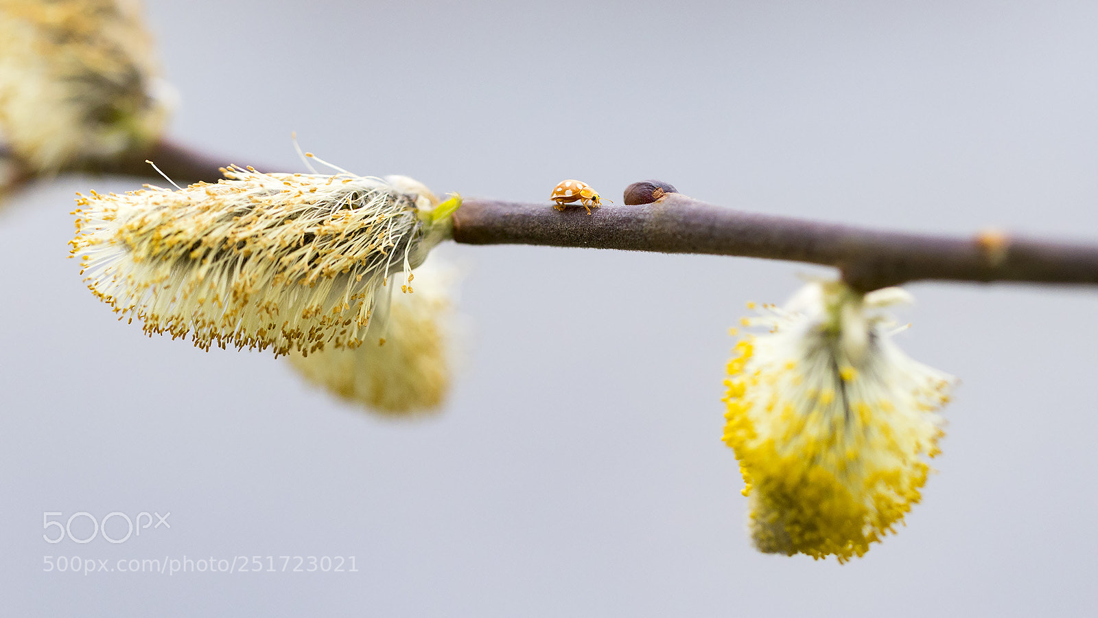 Canon EOS 6D Mark II sample photo. Minimalism photography