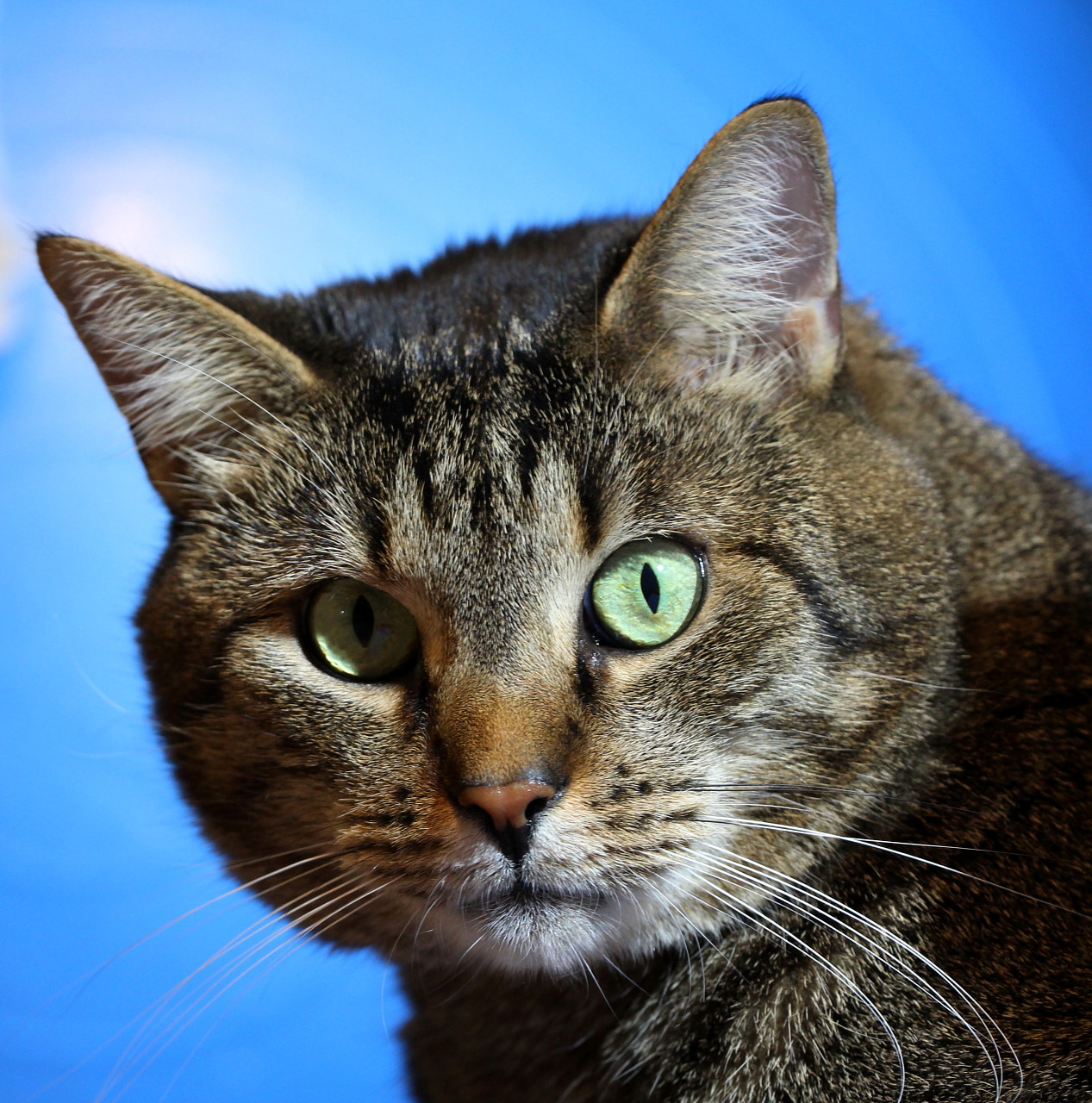Canon EOS 60D sample photo. Franio photography