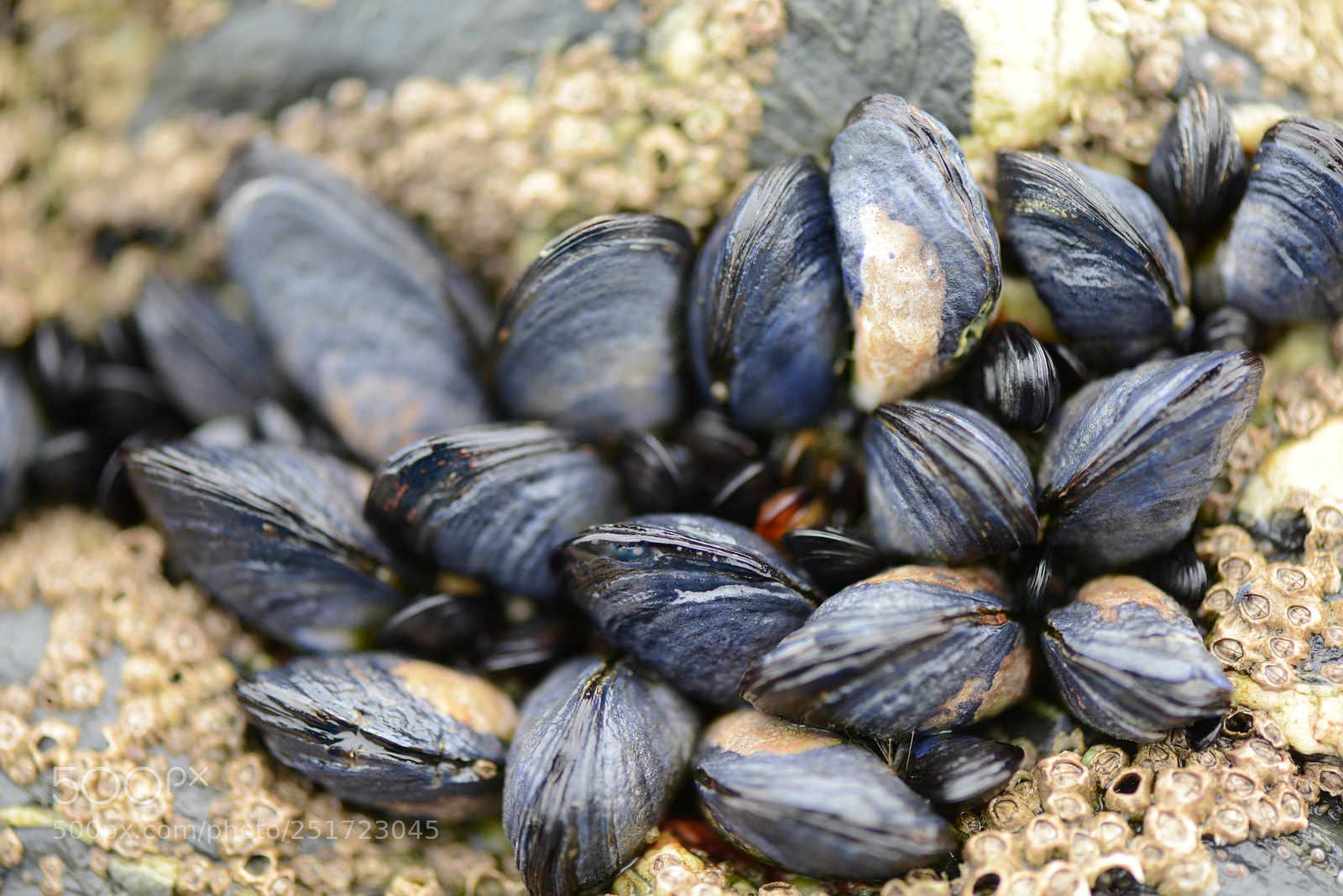 Nikon D800 sample photo. Muscles on the rocks photography