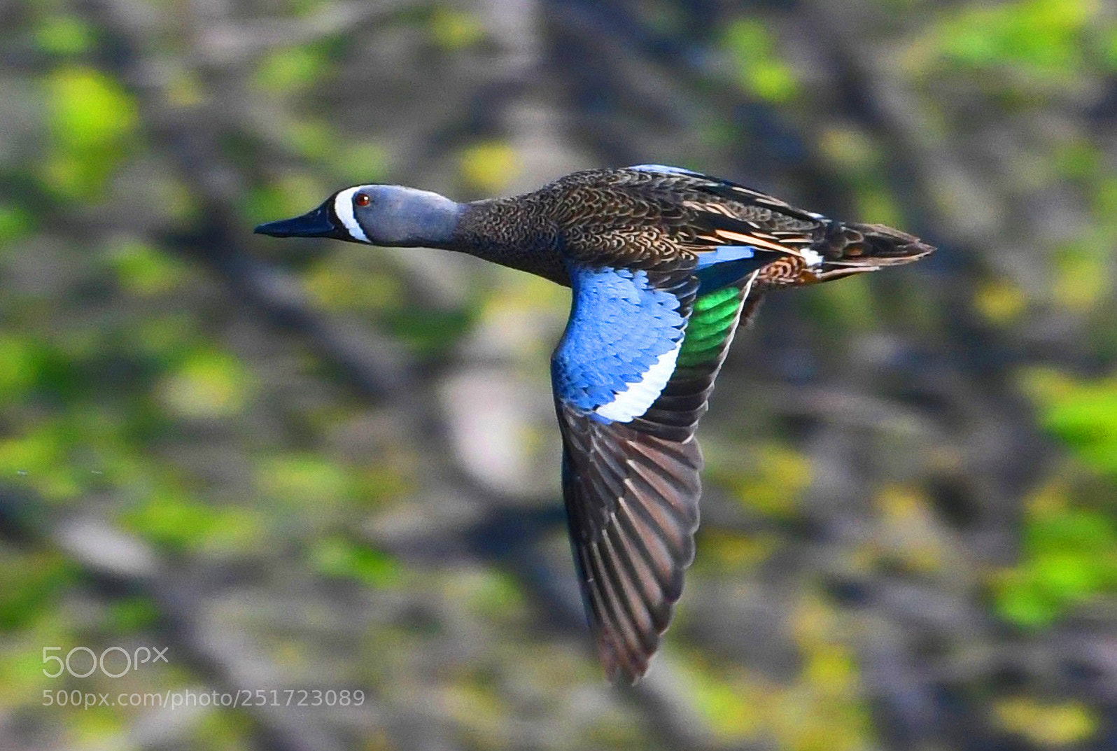 Nikon D500 sample photo. Blue-winged teal photography