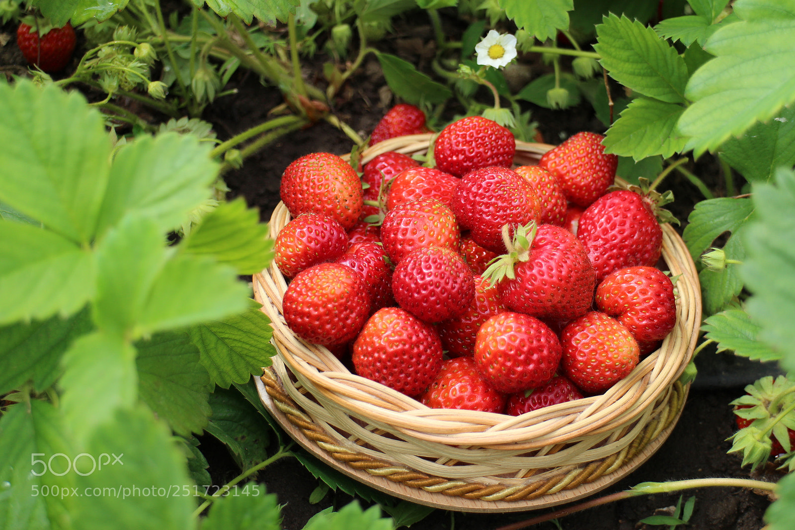 Canon EOS M sample photo. Strawberry photography