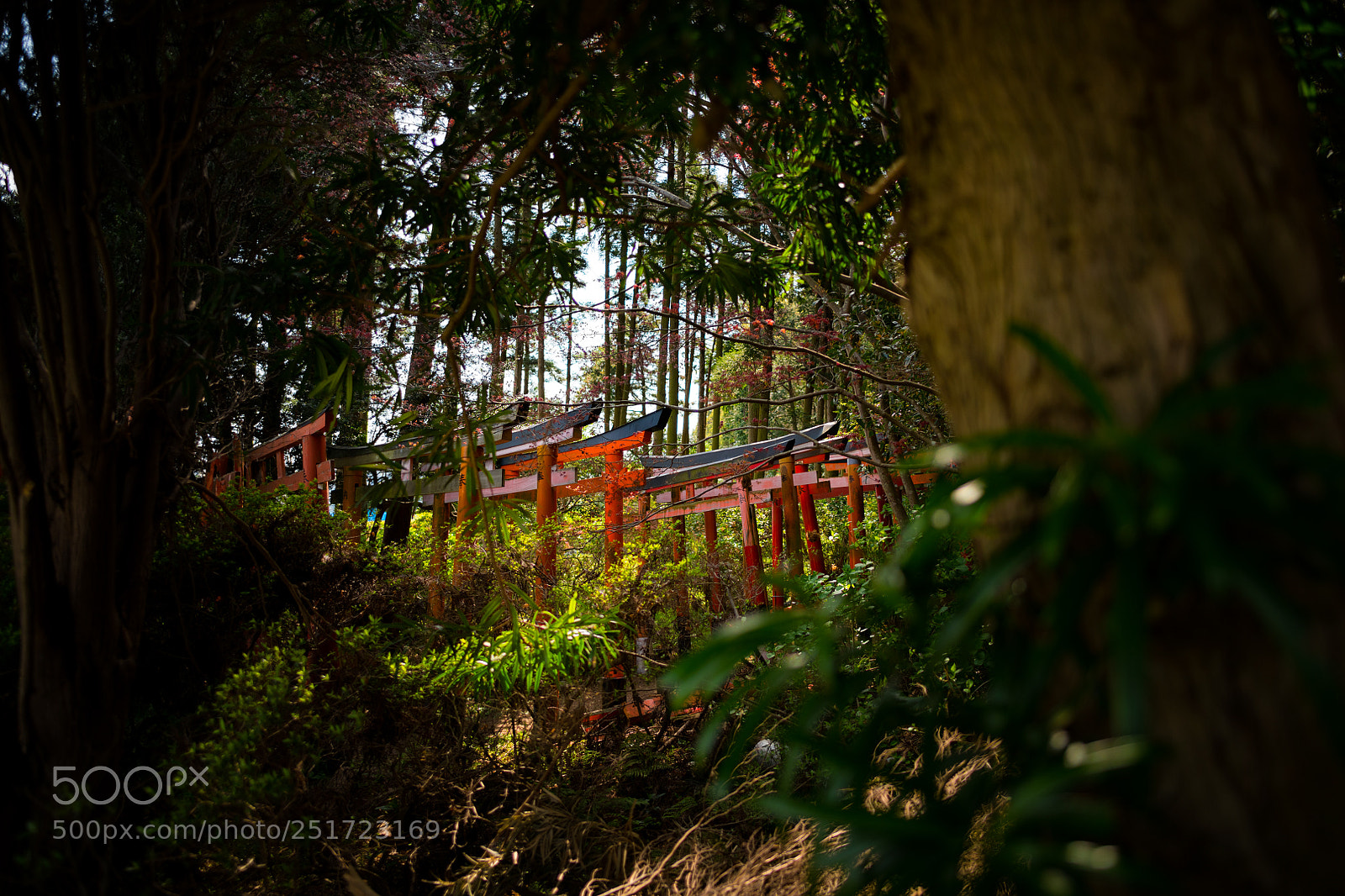Nikon D850 sample photo. Shrine in the forest photography