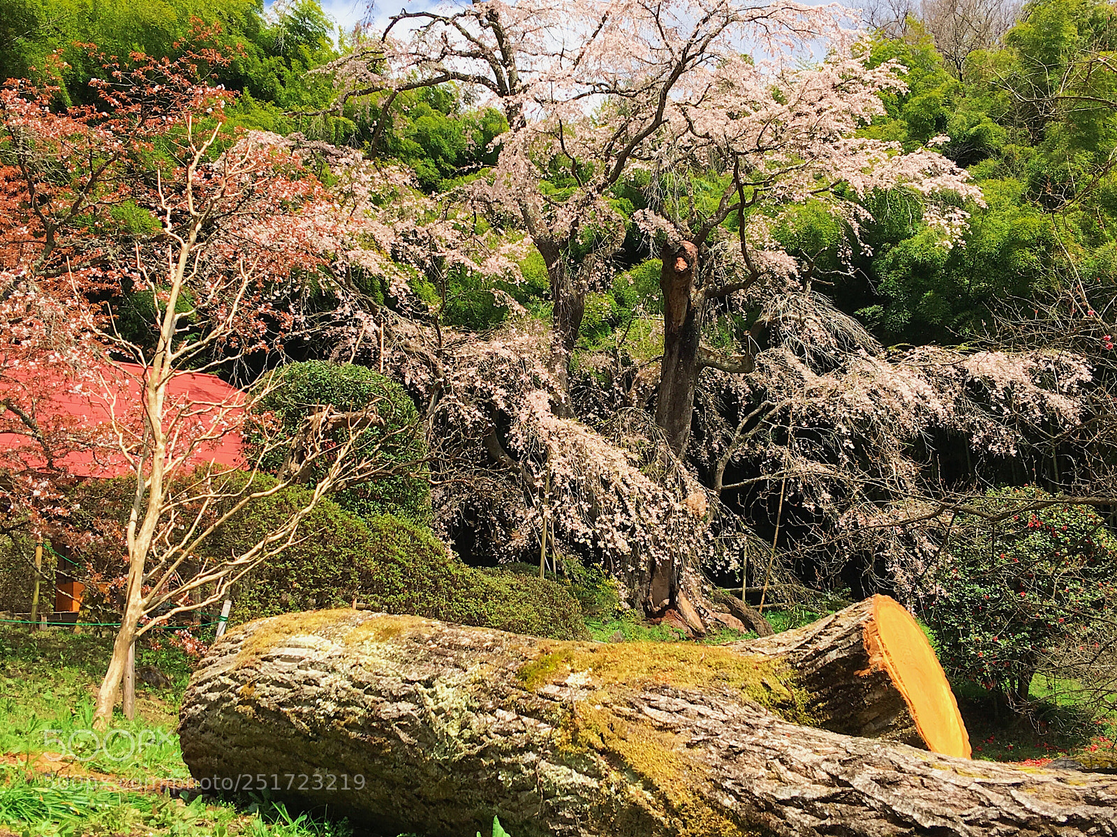 Apple iPhone 6s Plus sample photo. Ｓａｋｕｒａ photography