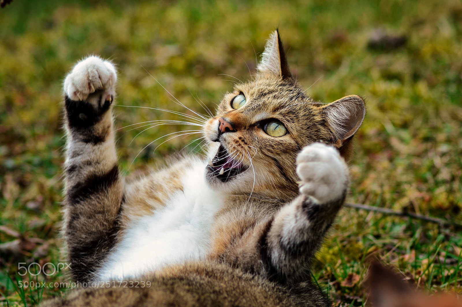Nikon D3100 sample photo. Dangerous photography