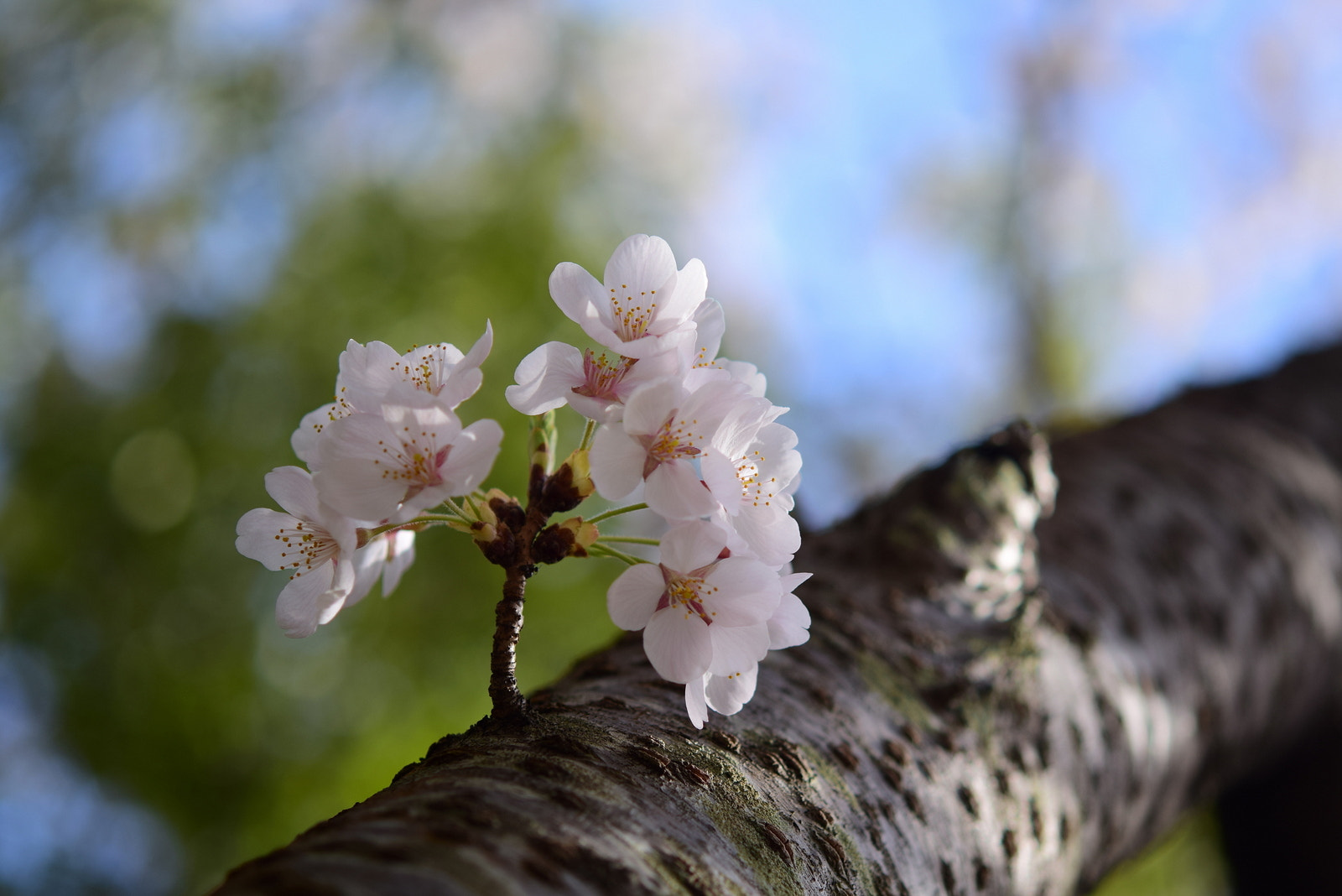 Nikon D3300 + Nikon AF-S Micro-Nikkor 60mm F2.8G ED sample photo. Sakura view from the ground photography