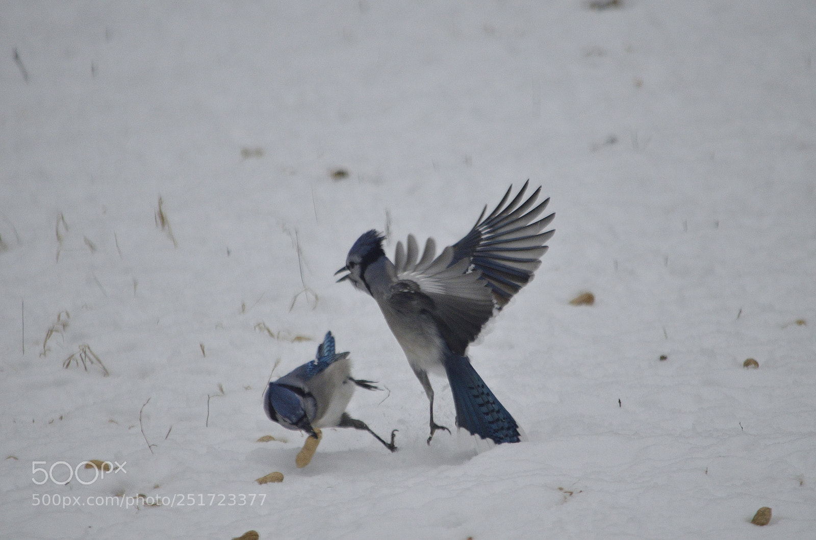 Nikon D5100 sample photo. Fight photography