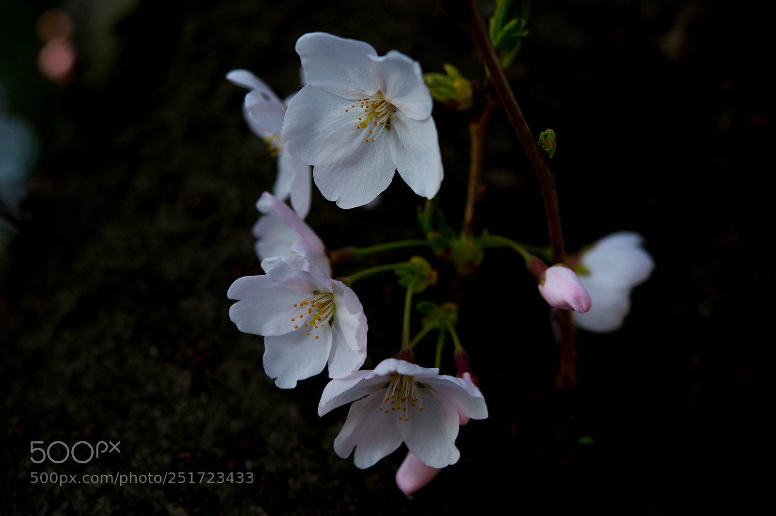 Nikon Df sample photo. Spring has come. photography