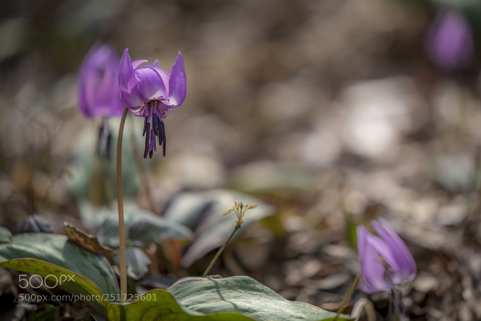 Nikon D850 sample photo. Katakuri flower photography