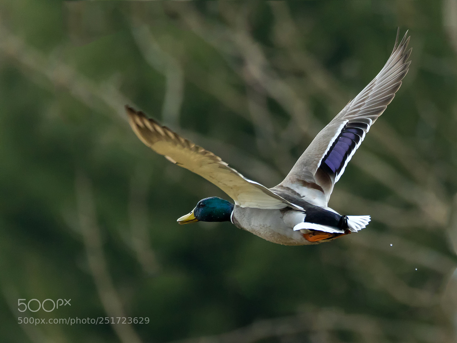 Canon EOS 7D Mark II sample photo. Stockerpel photography