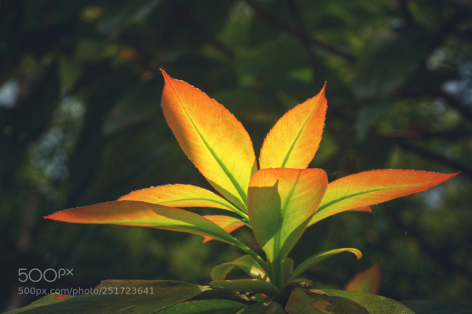 Sony Alpha NEX-6 sample photo. Spring photography