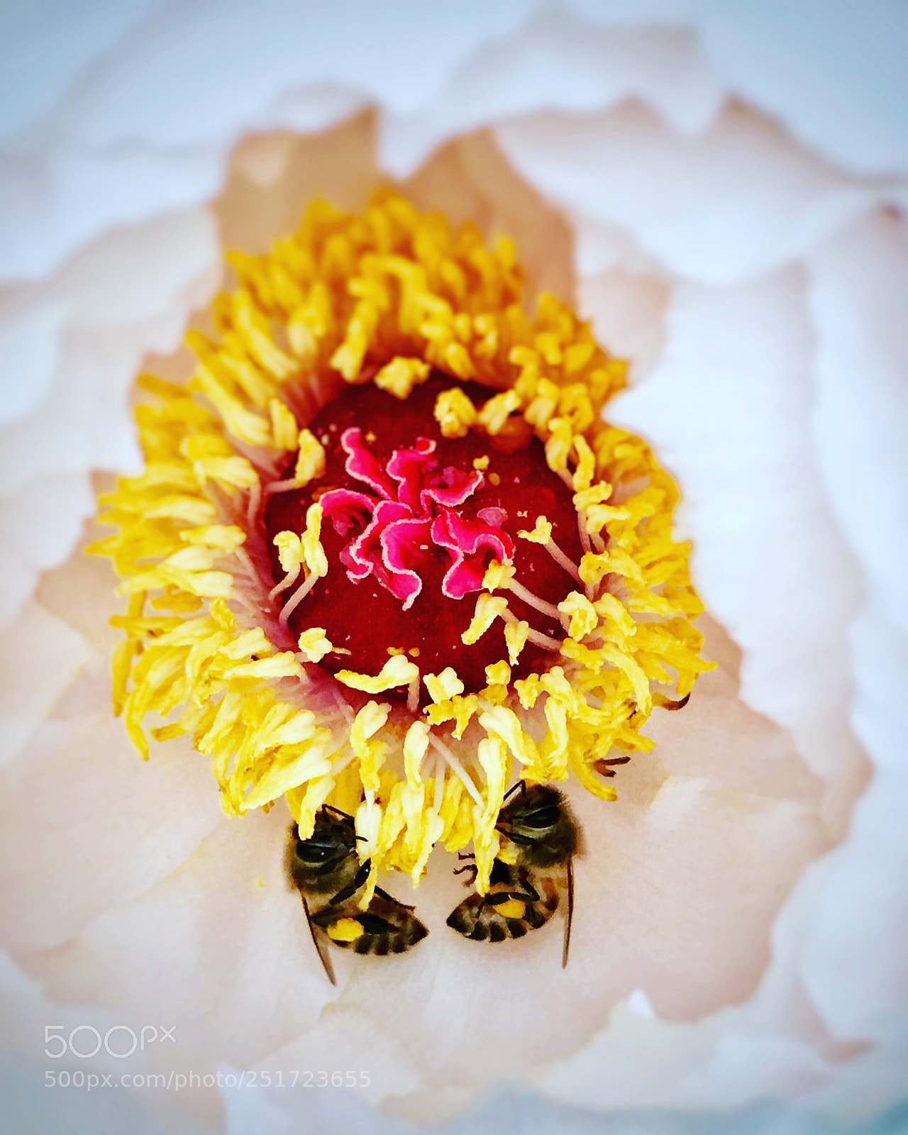Apple iPhone 6s Plus sample photo. Bee photography