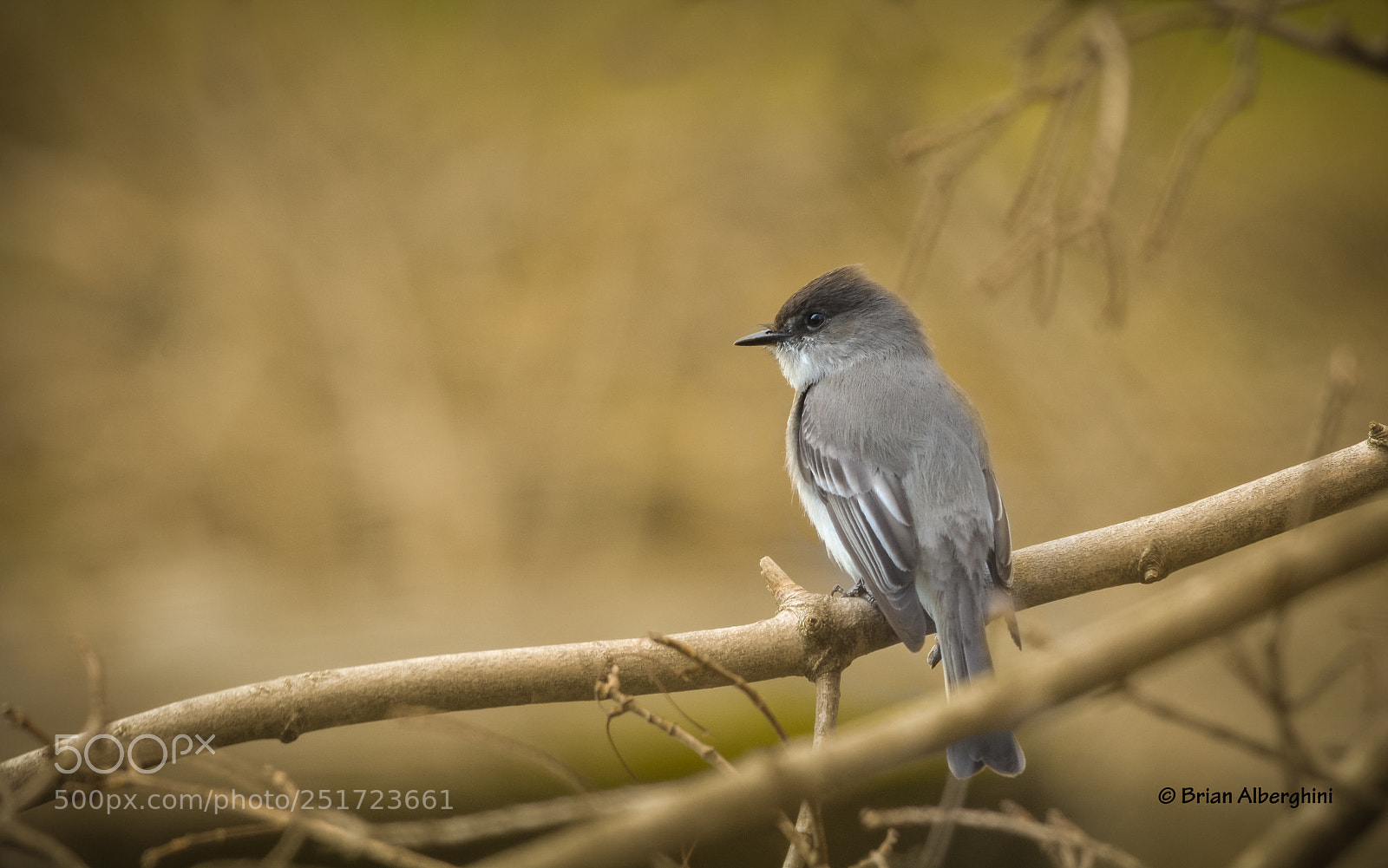 Nikon D7100 sample photo. Eastern phoebe photography