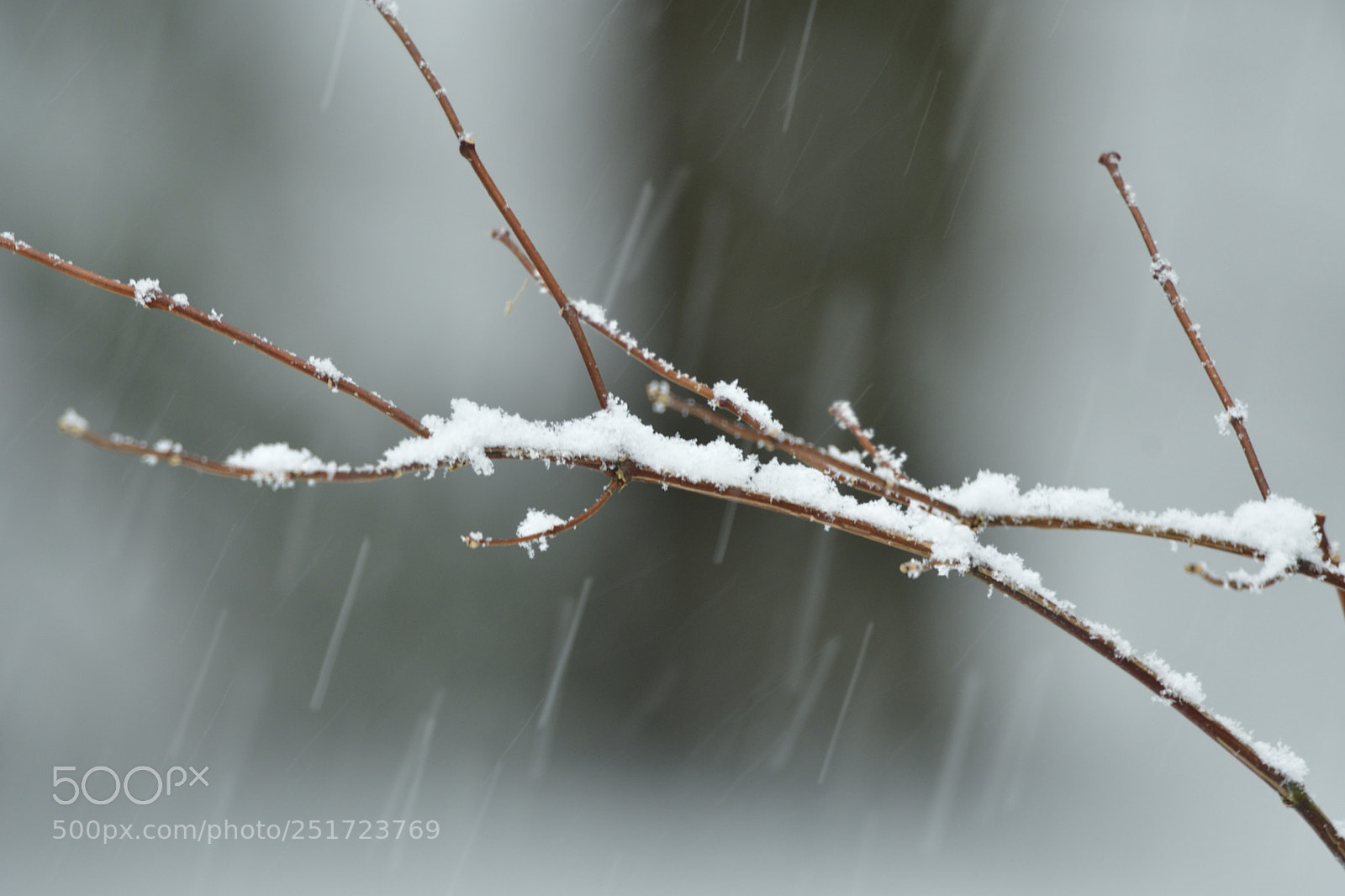 Nikon D500 sample photo. Snow day photography