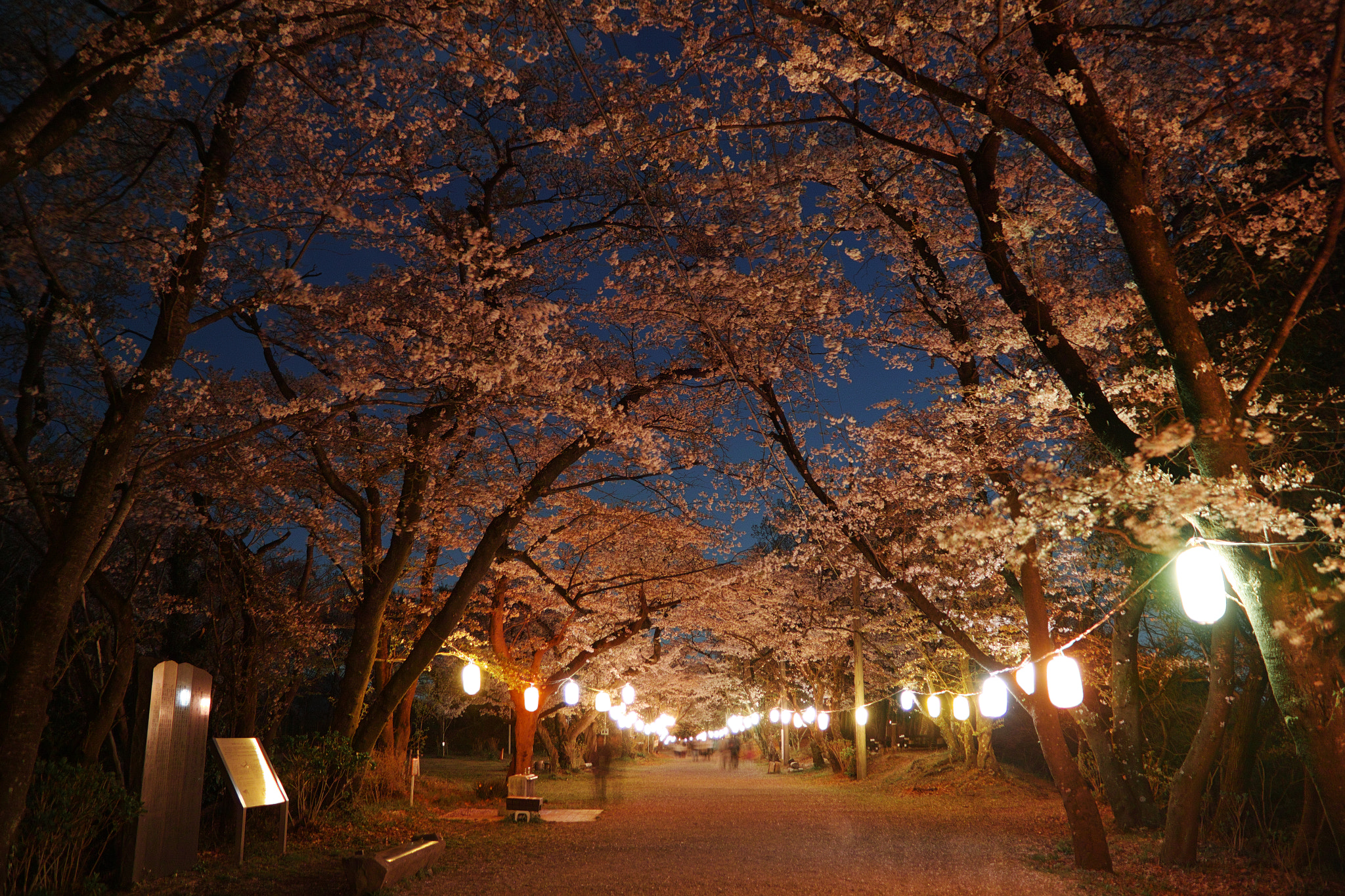 Sigma sd Quattro H sample photo. Night cherry trees photography