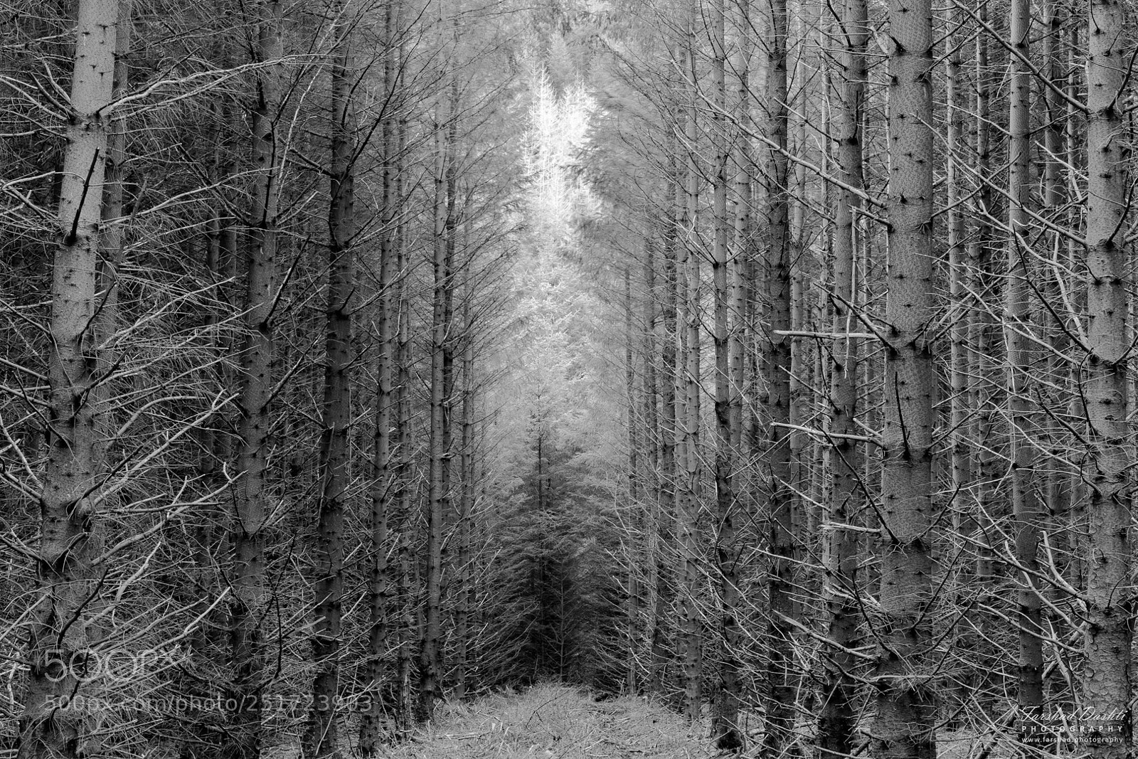 Sony a7R II sample photo. Into the woods! photography