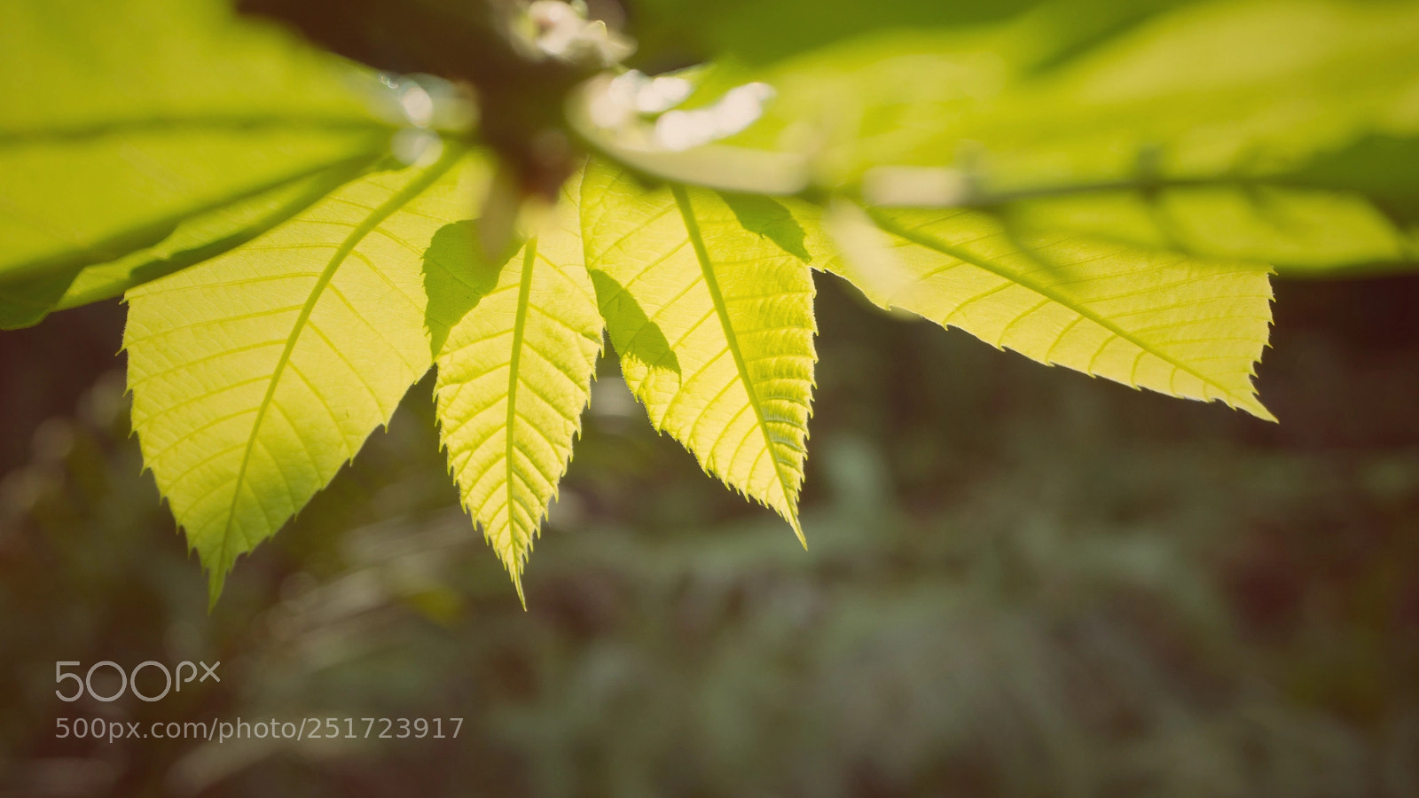 Sony Alpha NEX-6 sample photo. Spring photography