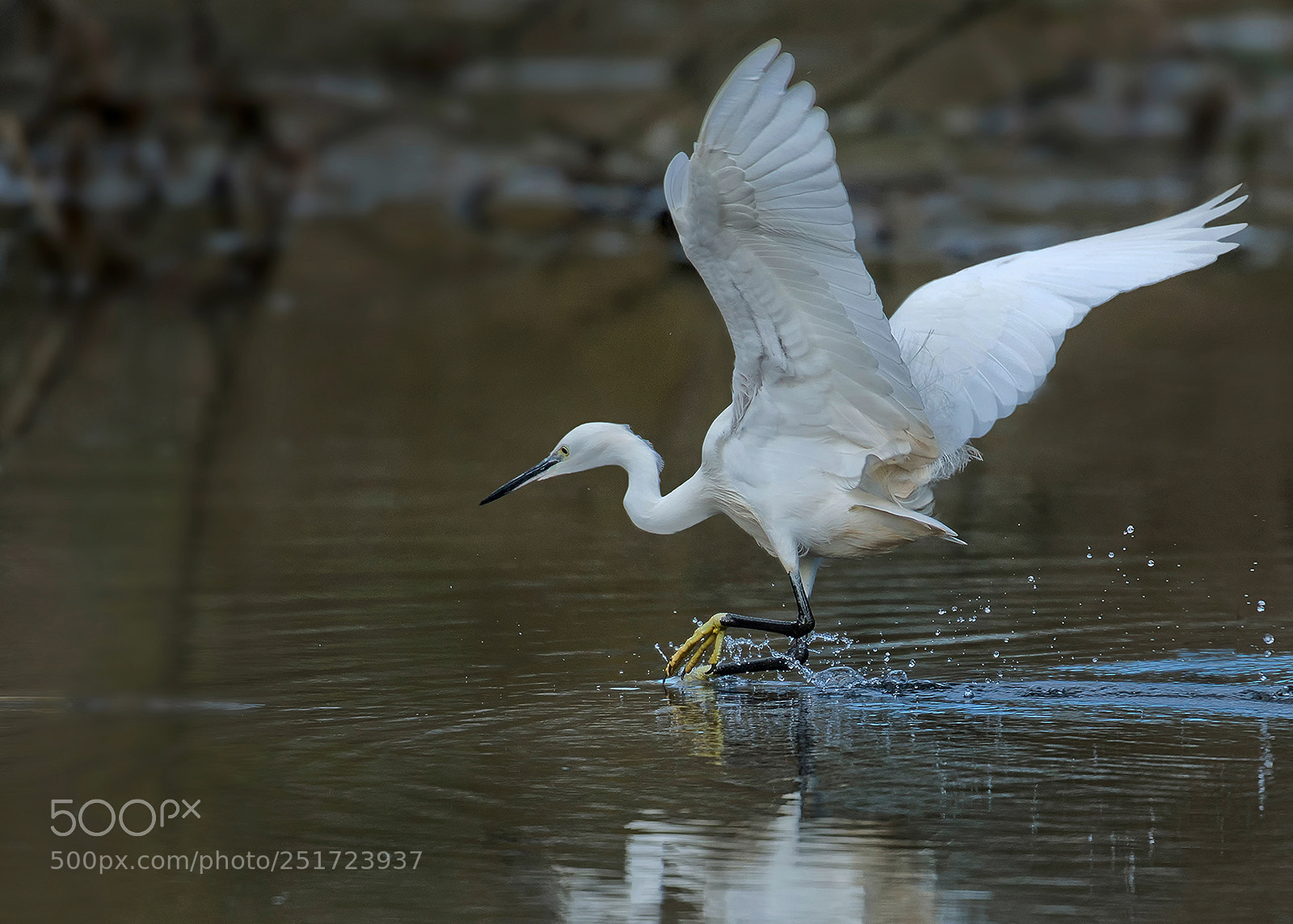 Nikon D800 sample photo. Little egret photography