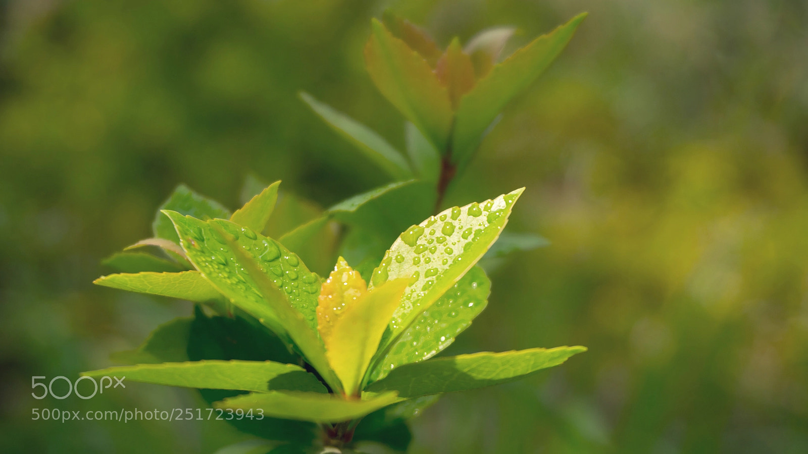 Sony Alpha NEX-6 sample photo. Spring photography
