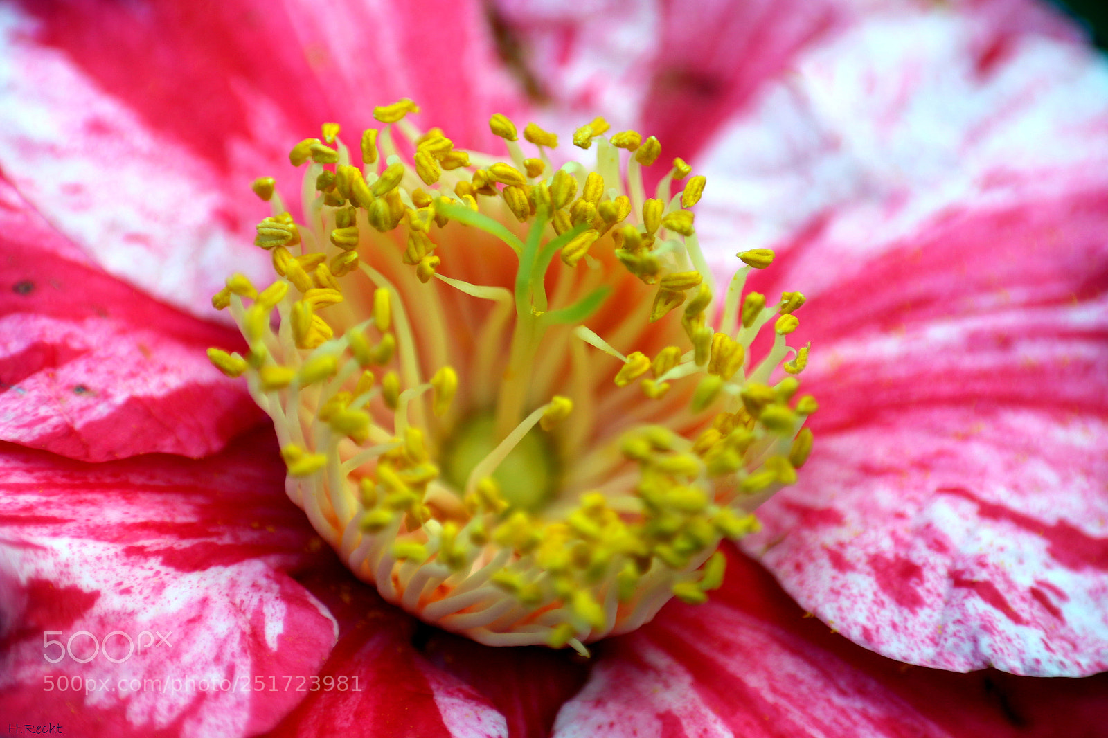 Canon EOS 70D sample photo. Pollen photography