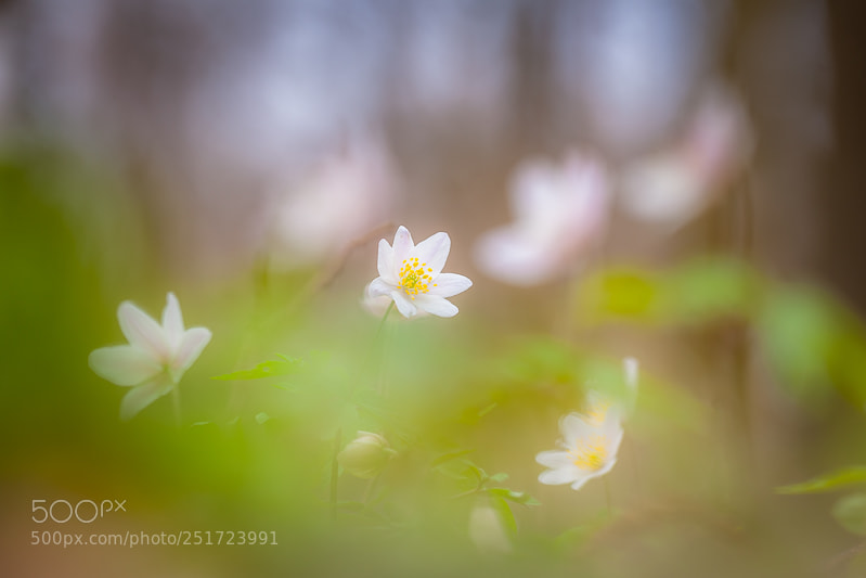 Canon EOS 5D Mark II sample photo. Wood anemone overview photography