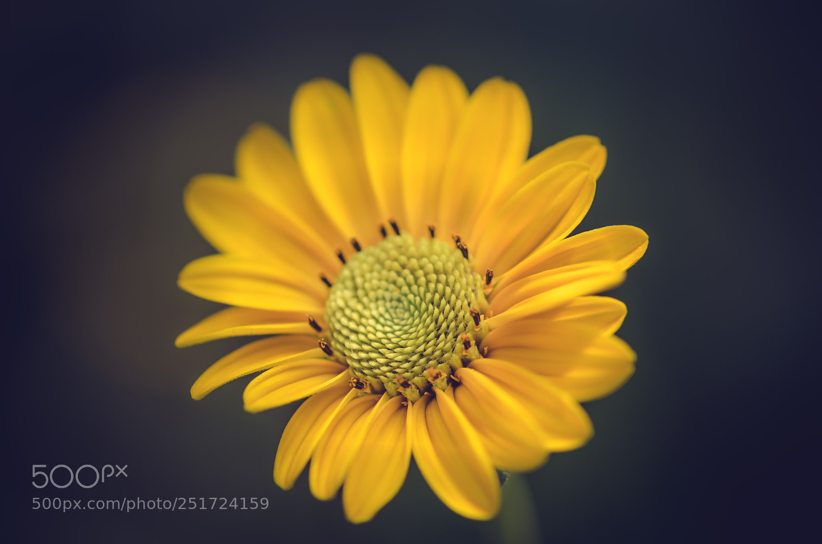 Nikon D7000 sample photo. Plant photography