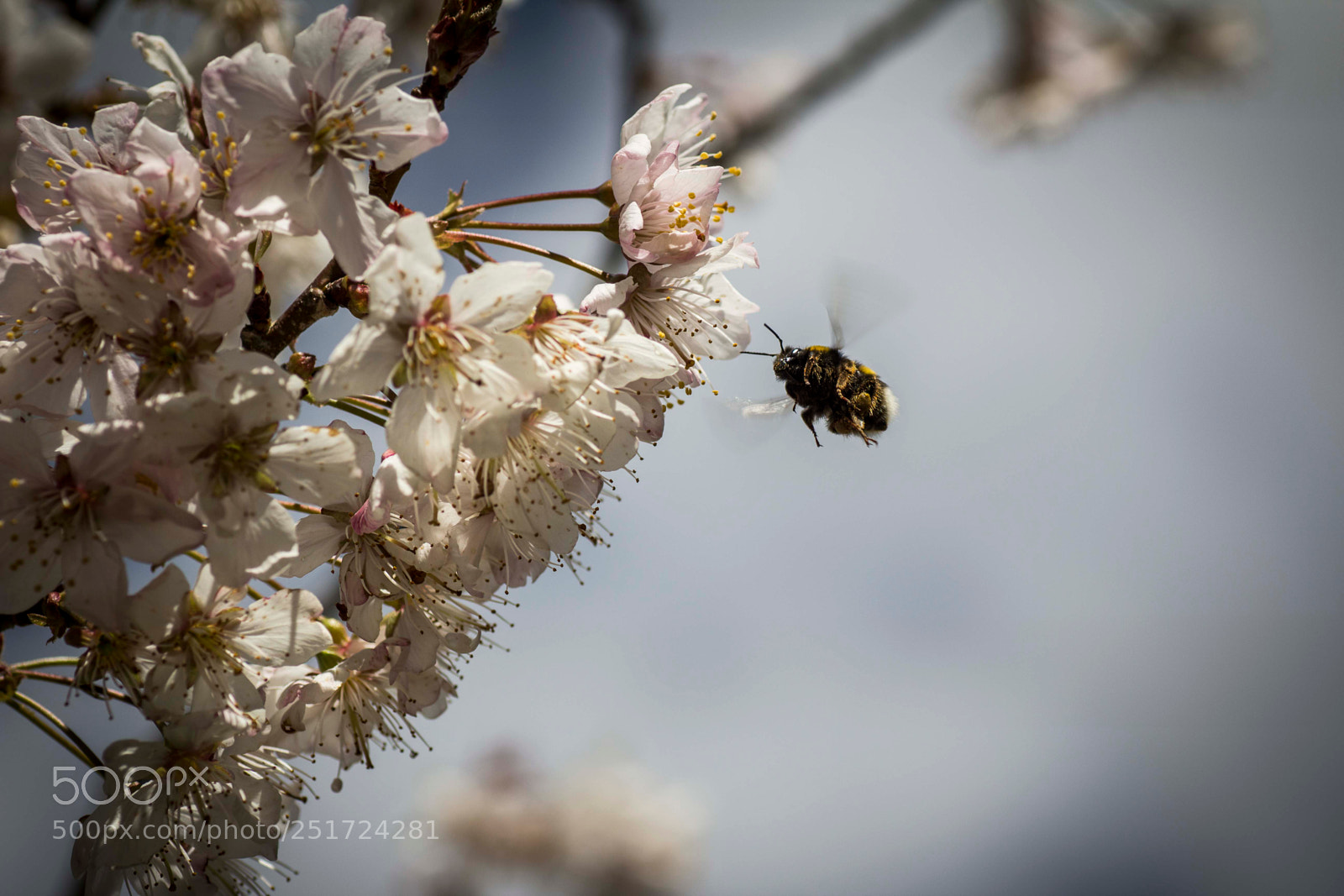 Canon EOS 60D sample photo. Bee photography