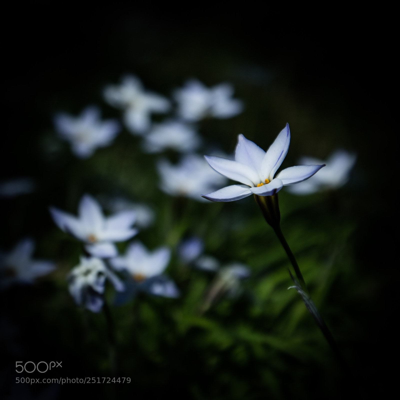 Canon EOS M3 sample photo. Flower photography