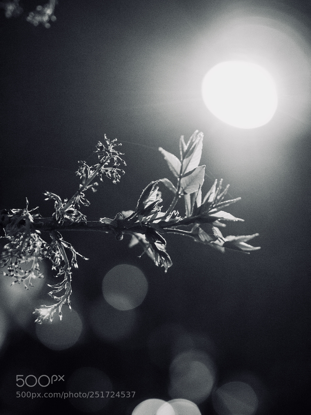 Olympus OM-D E-M10 II sample photo. 路灯下 photography