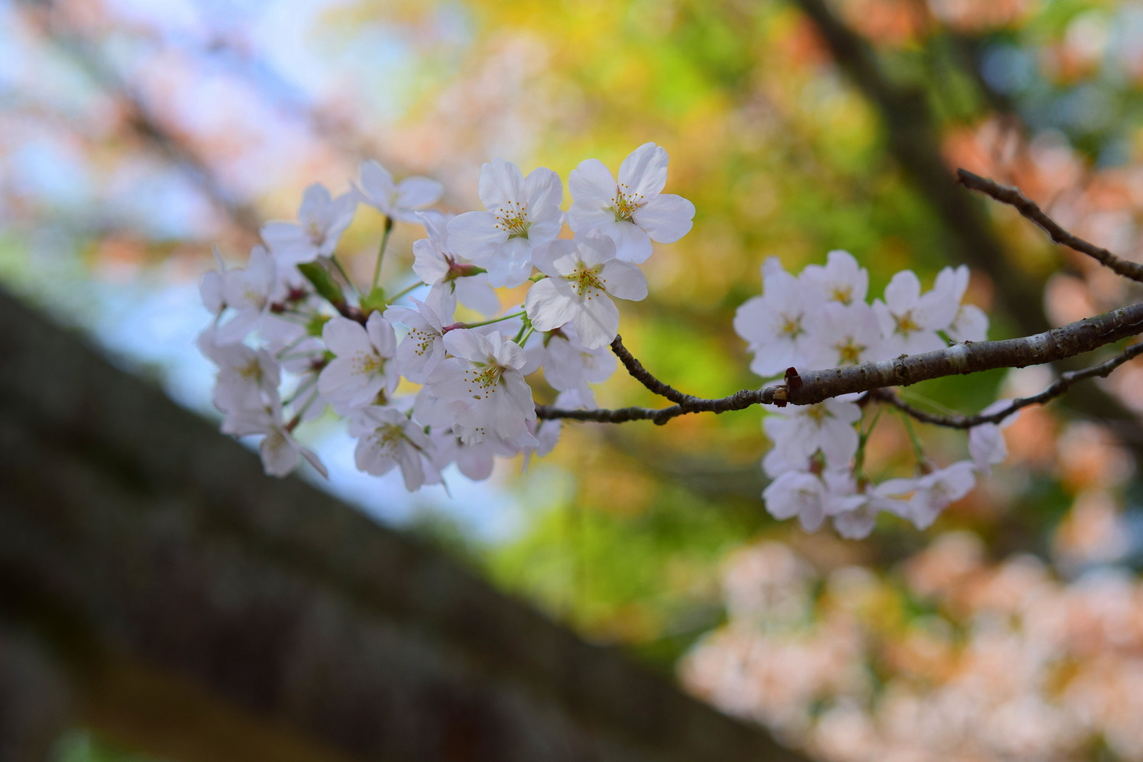 Nikon D3300 + Nikon AF-S Micro-Nikkor 60mm F2.8G ED sample photo. 若王子神社(nynakuouji) photography