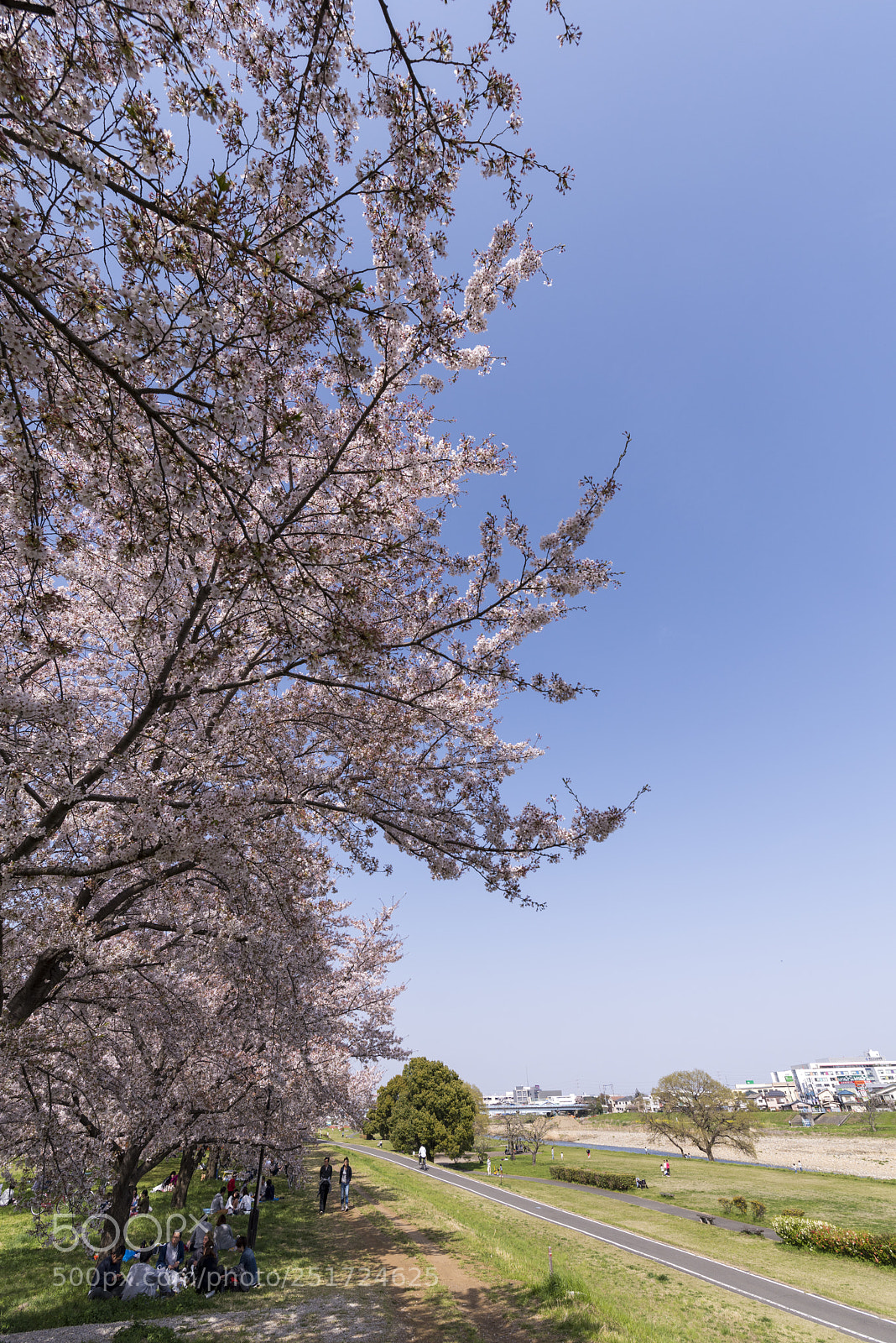 Nikon D810 sample photo. Sakura6 photography