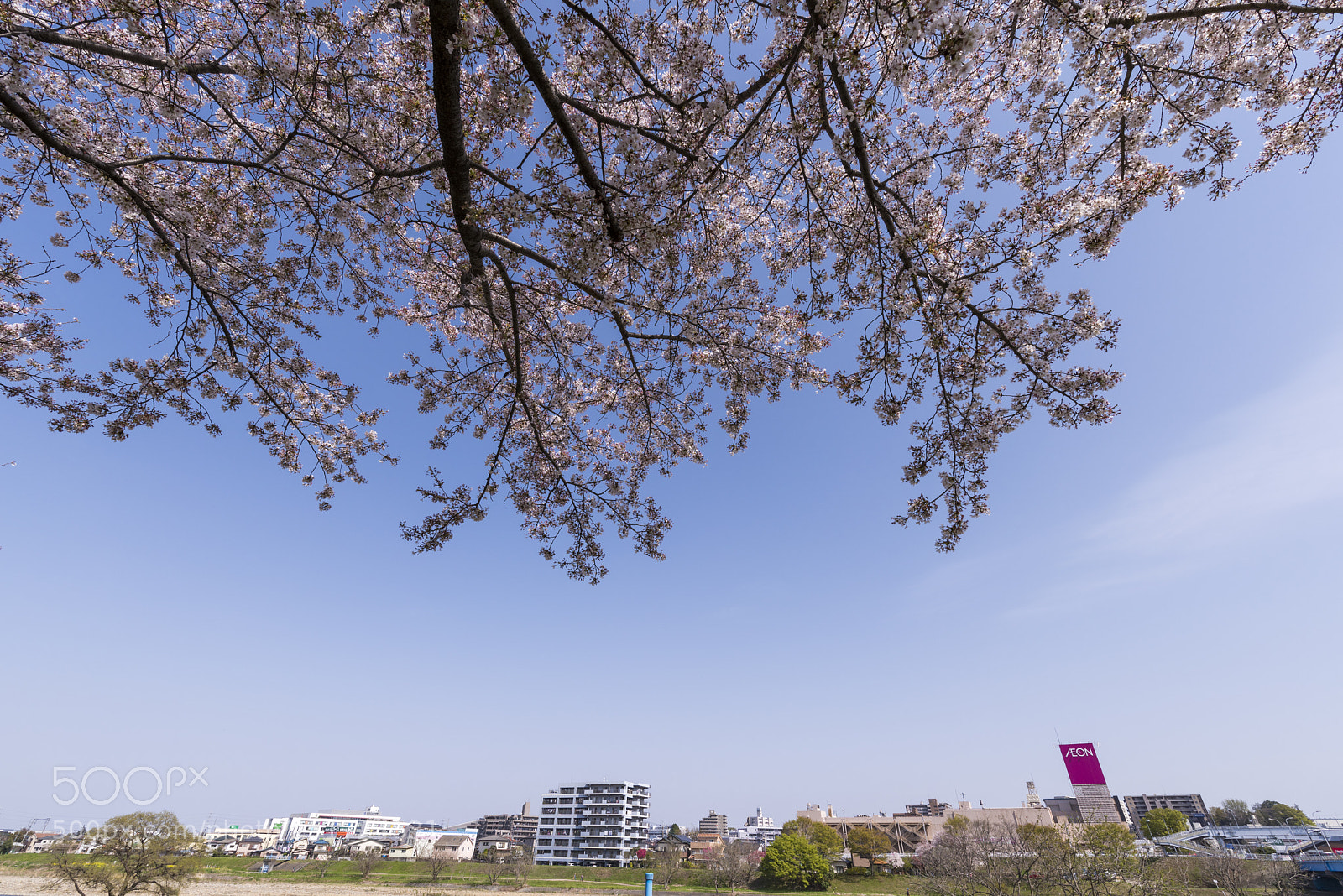 Nikon D810 sample photo. Sakura5 photography
