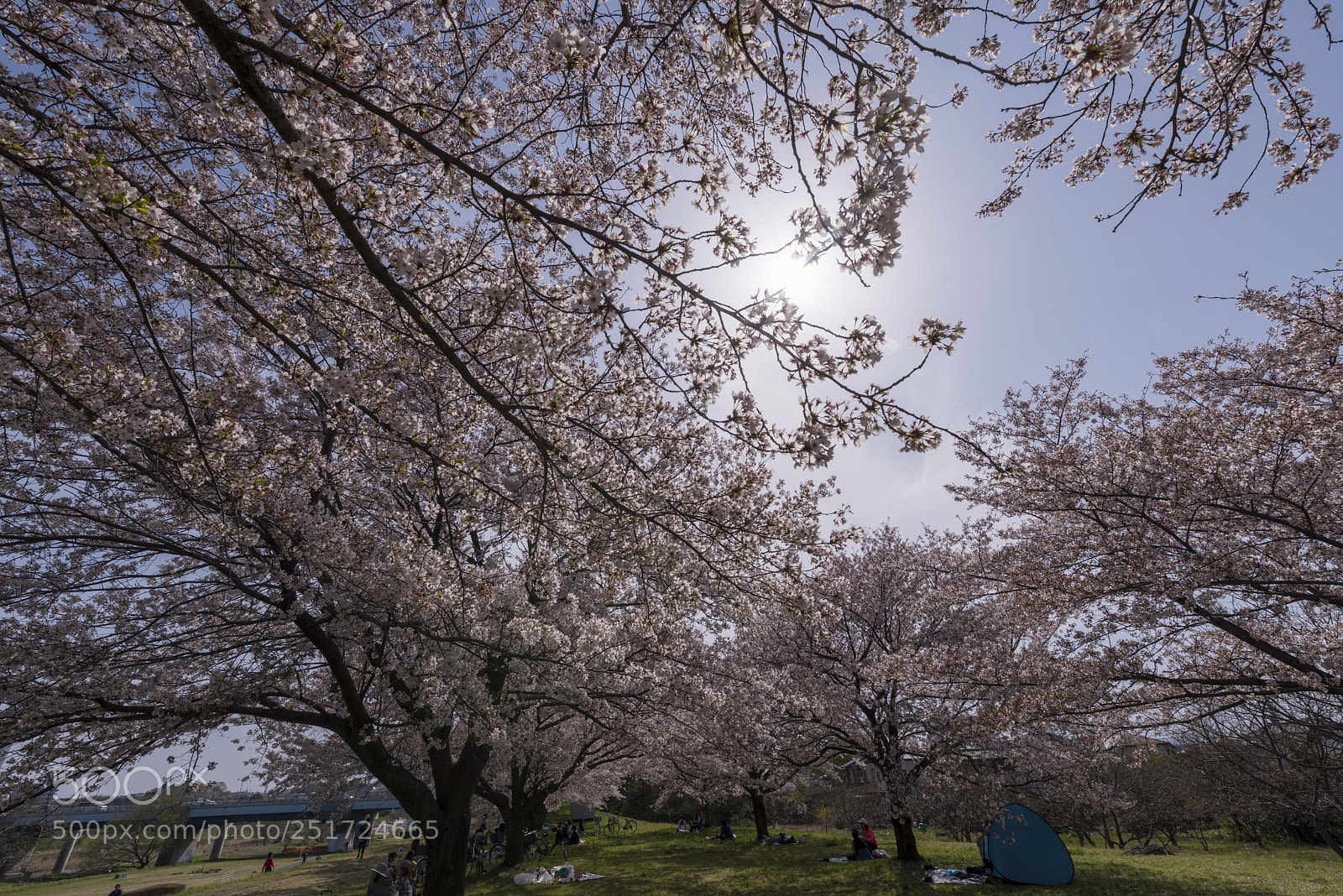 Nikon D810 sample photo. Sakura4 photography