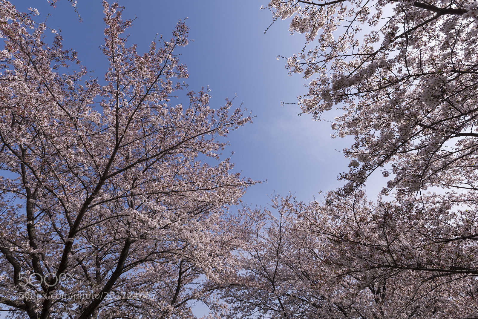 Nikon D810 sample photo. Sakura3 photography
