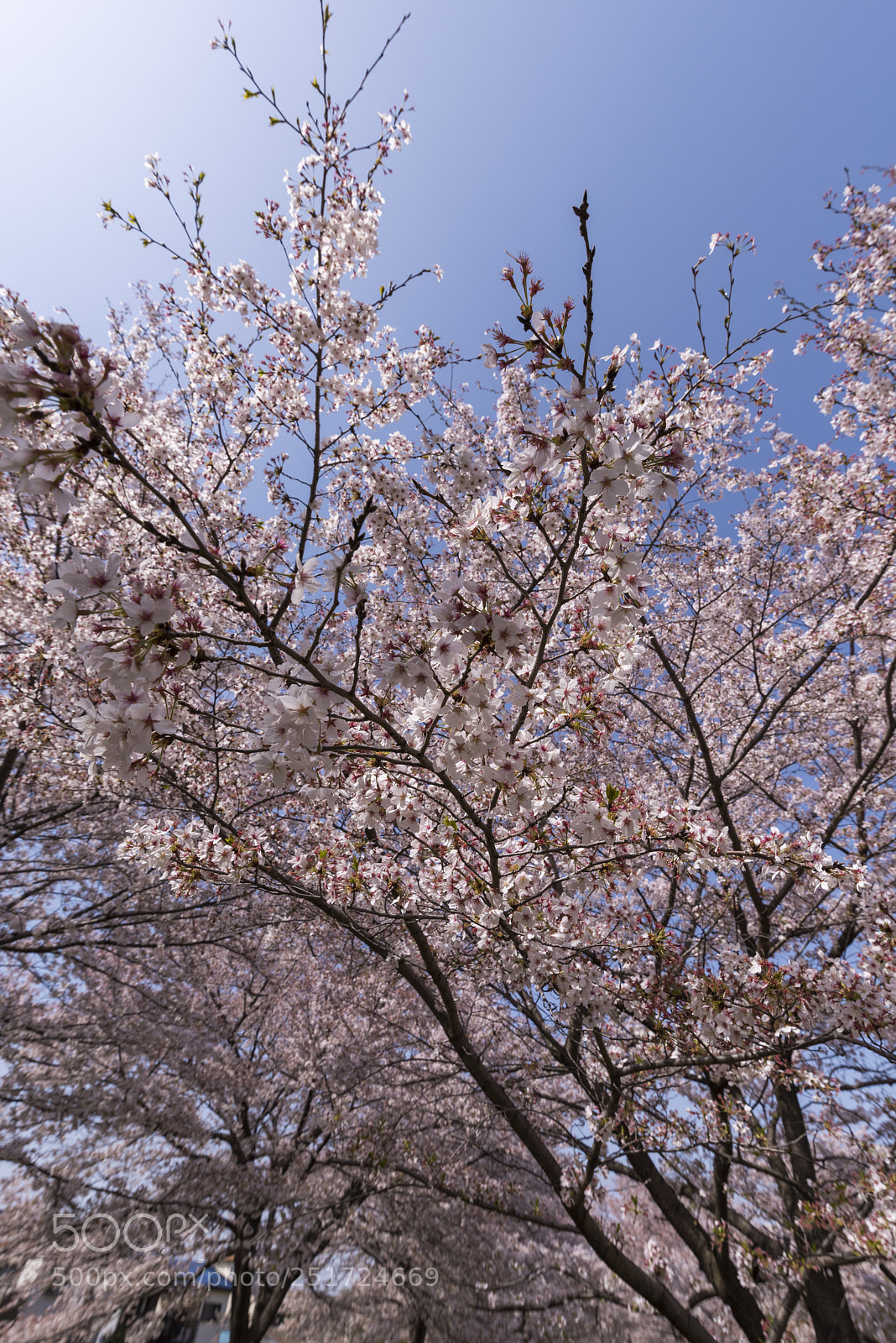 Nikon D810 sample photo. Sakura2 photography