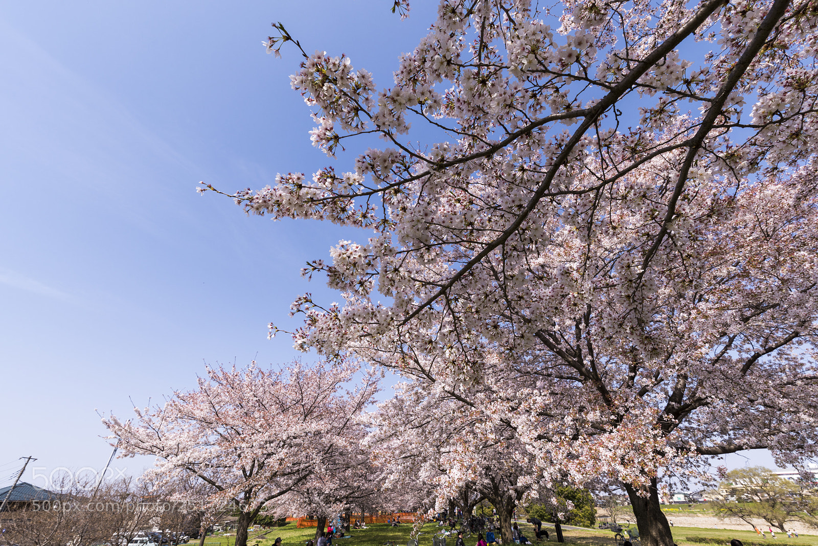 Nikon D810 sample photo. Sakura1 photography