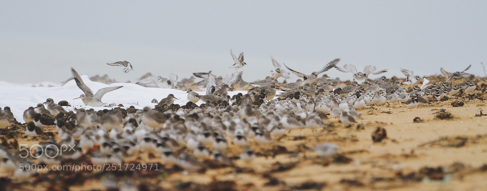 Canon EOS 7D sample photo. Shorebirds of oleron island photography
