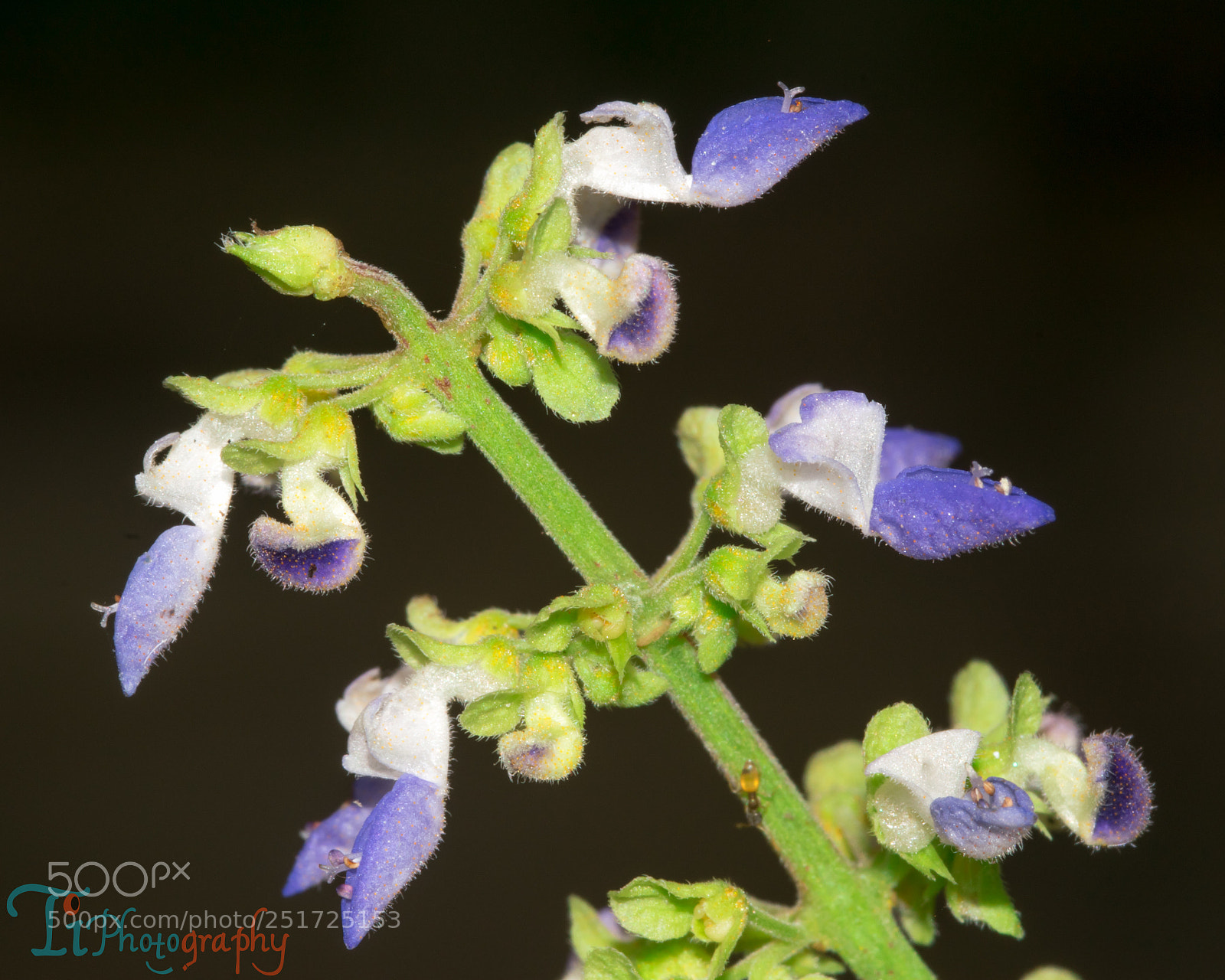 Nikon D5300 sample photo. Flower photography