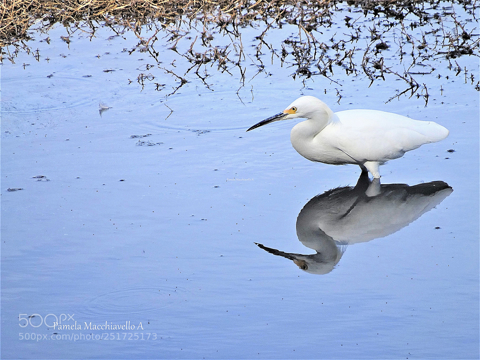 Sony Cyber-shot DSC-HX400V sample photo. Small white heron photography