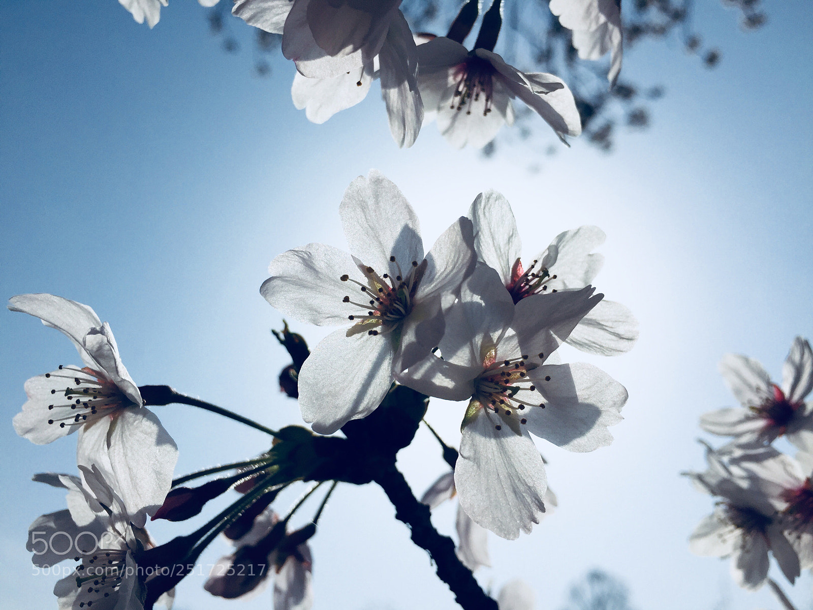 Apple iPhone 6 sample photo. Cherry blossoms photography