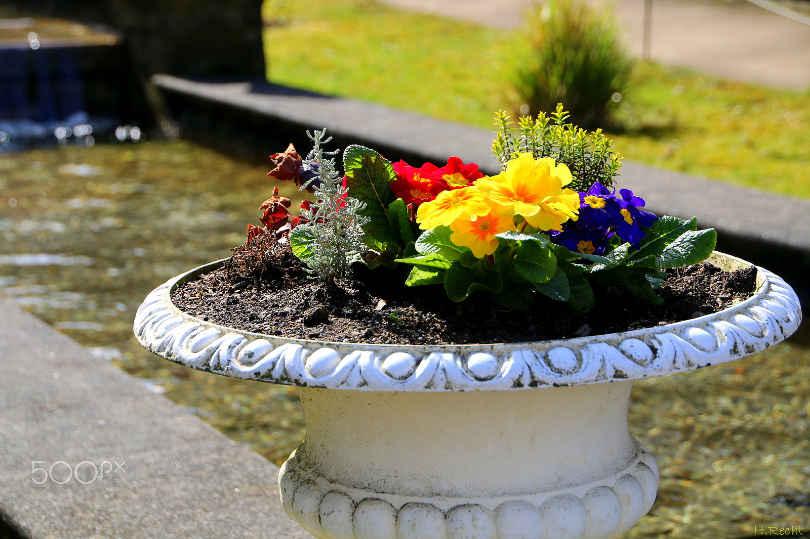 Canon EOS 70D sample photo. Colourfull flowers in the sun photography