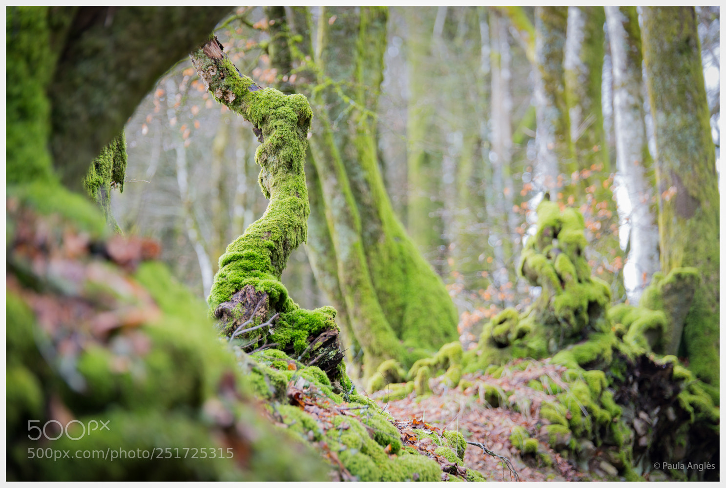 Sony SLT-A99V sample photo. Fairy forest photography