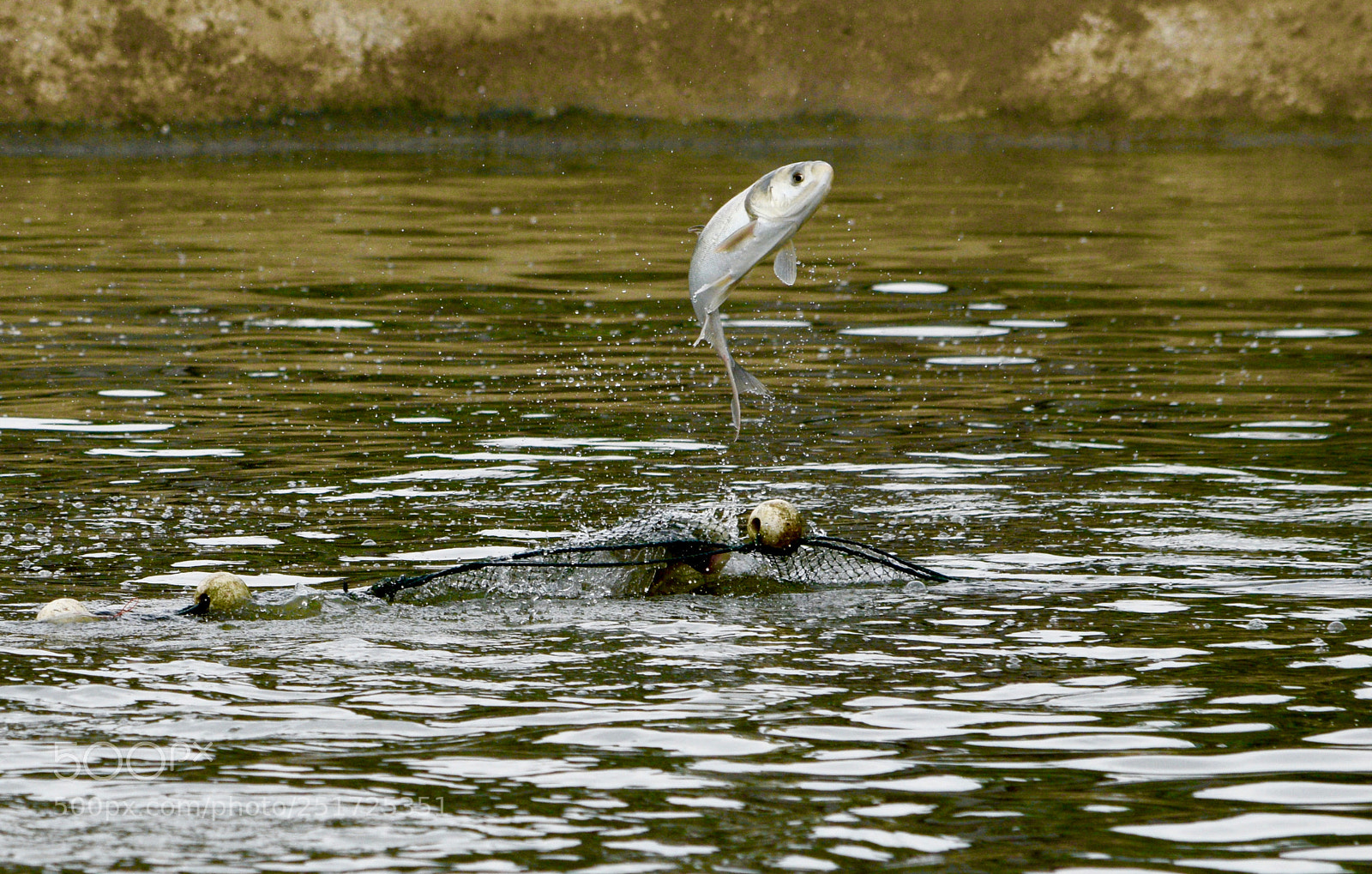 Nikon D3300 sample photo. Leaping fish photography