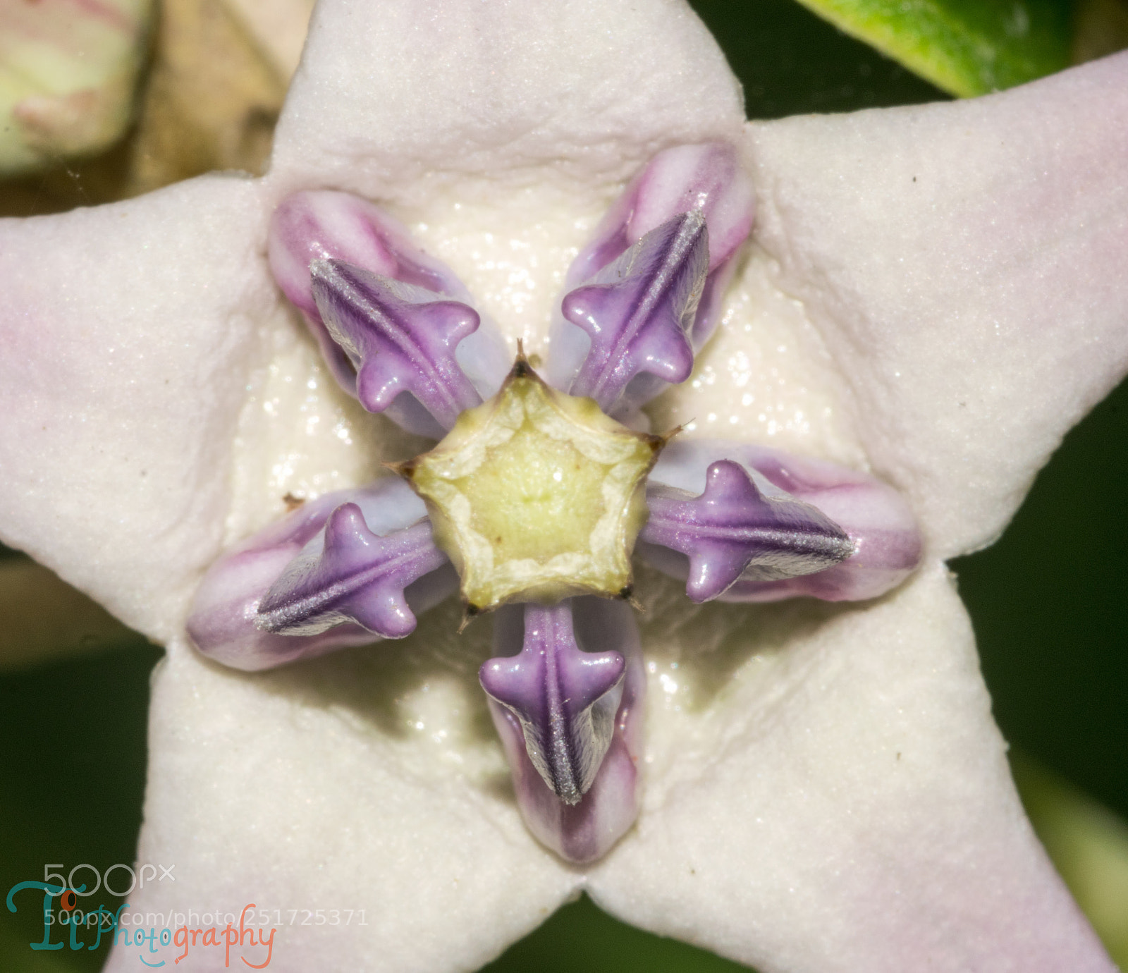 Nikon D5300 sample photo. Flower photography