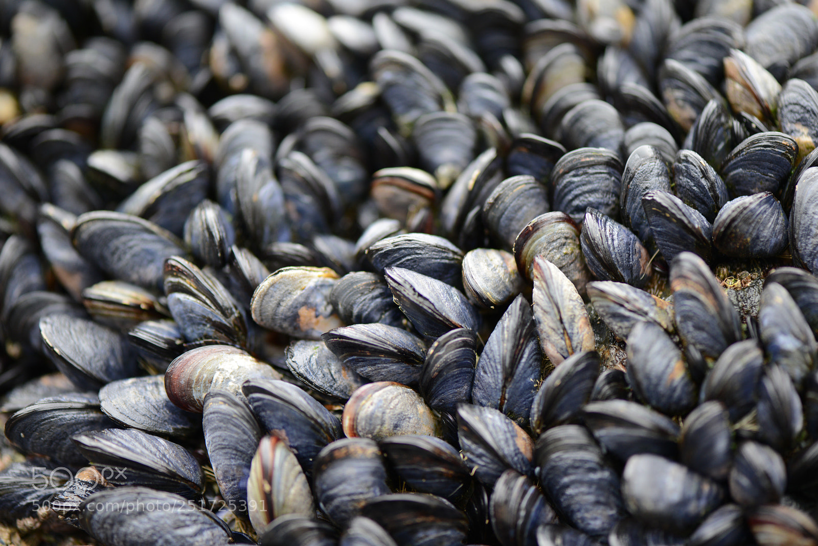 Nikon D800 sample photo. Muscles photography