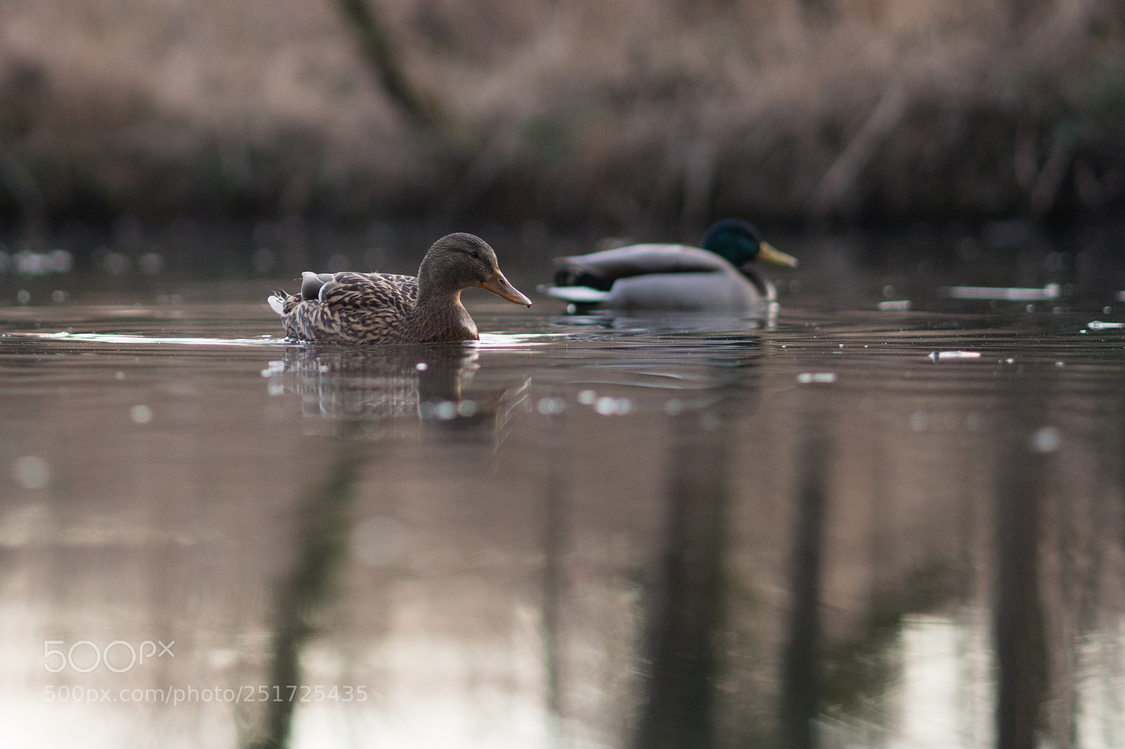 Sony a6500 sample photo. Camouflaged photography