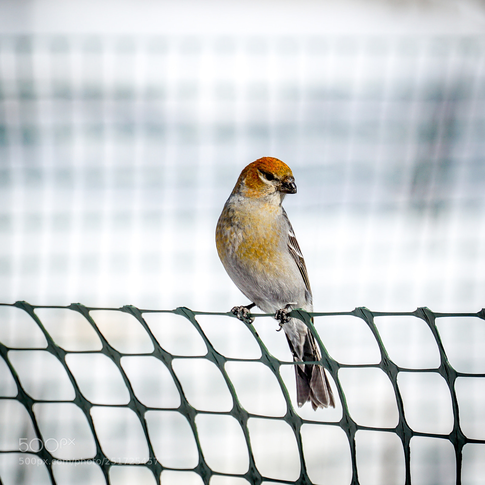 Sony a6000 sample photo. Pine grosbeak photography