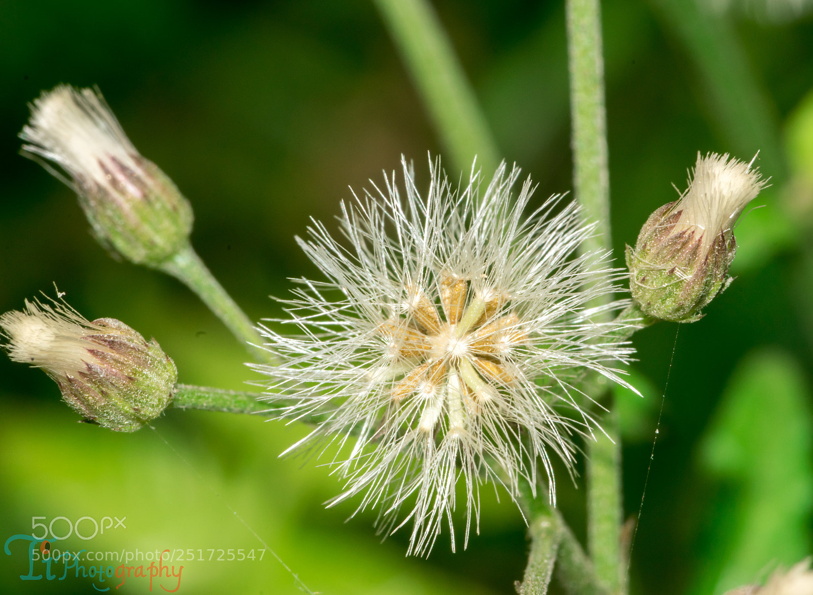 Nikon D5300 sample photo. Flower photography
