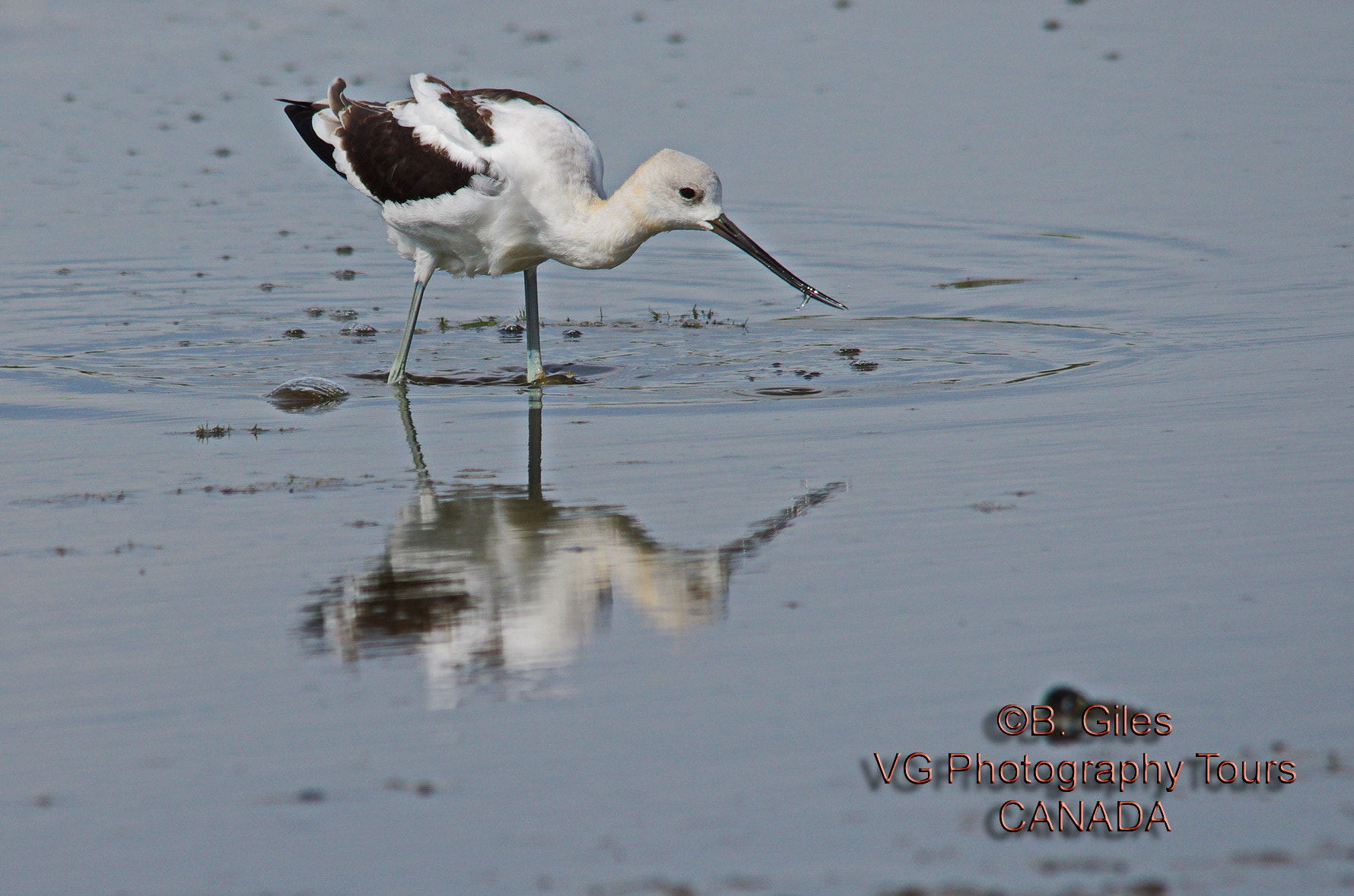 Pentax K-5 IIs + Sigma 150-500mm F5-6.3 DG OS HSM sample photo. American avocet photography