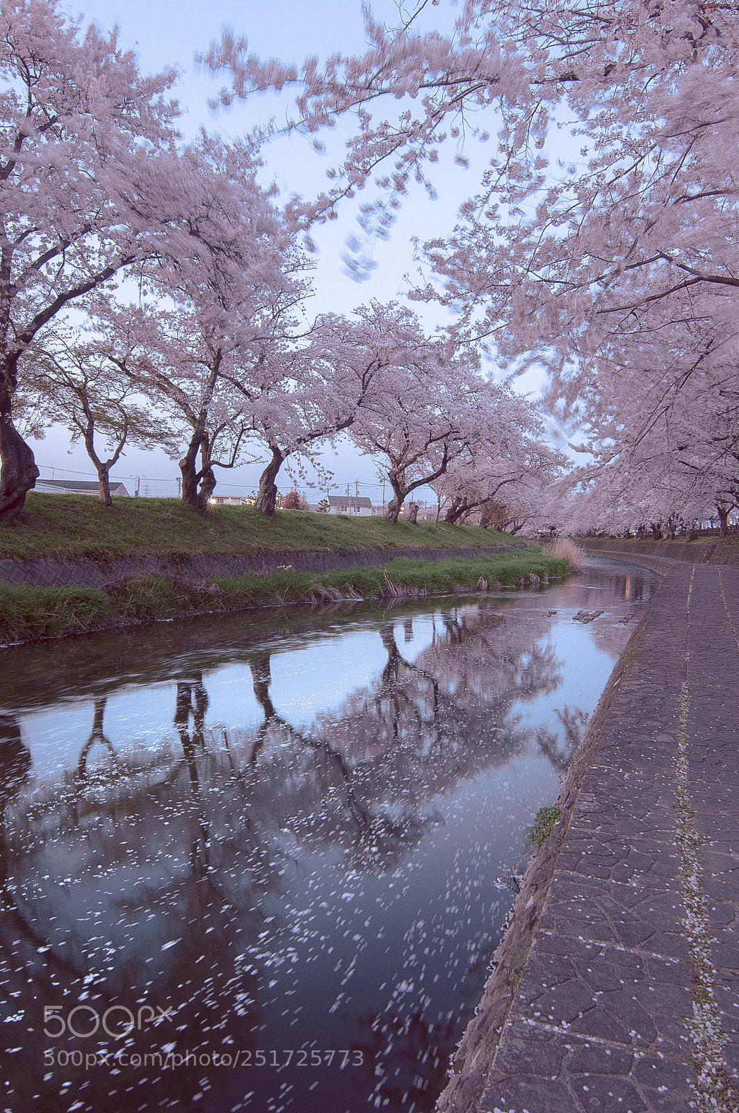 Nikon D300S sample photo. Sakura photography